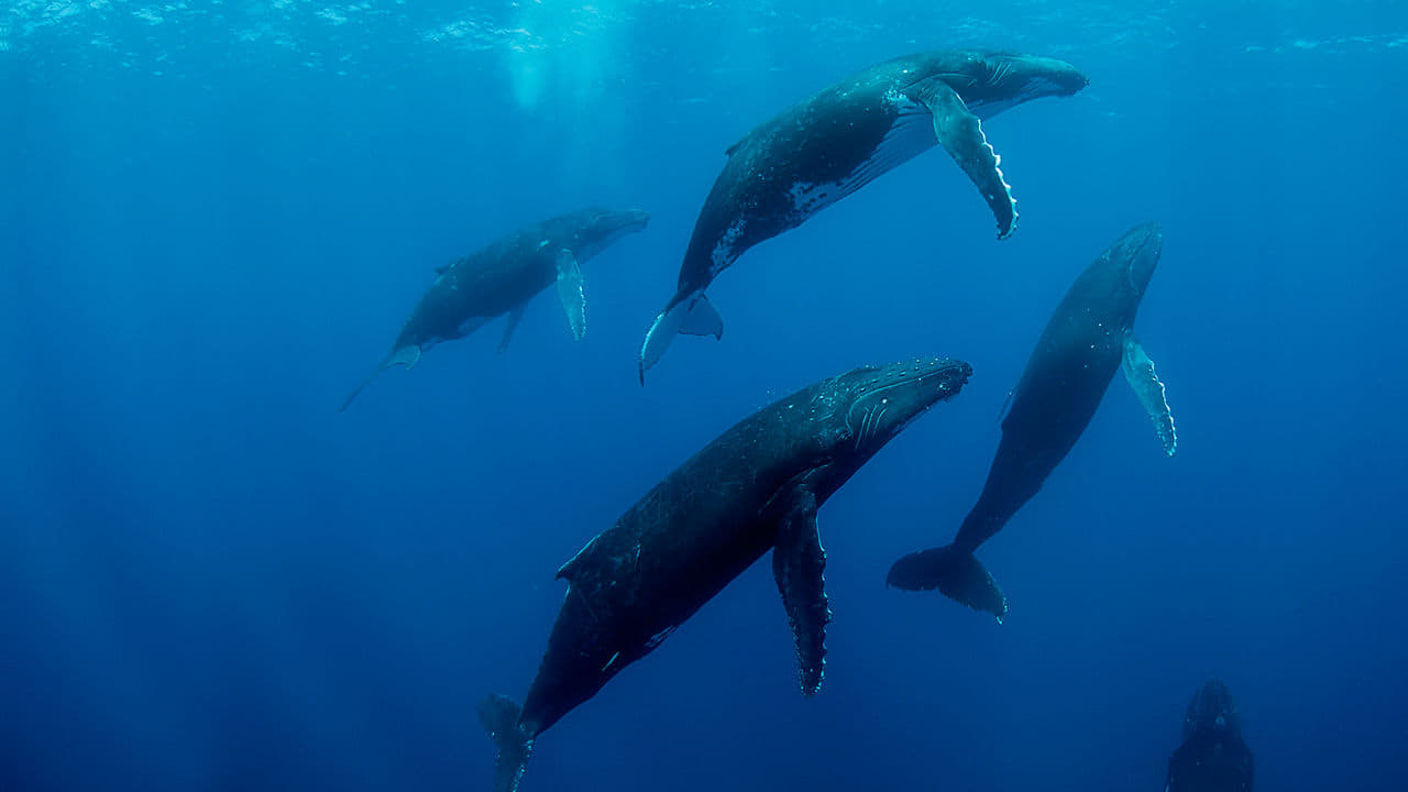 Humpback Whales|Humpback Whales