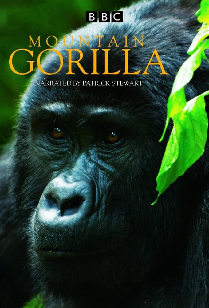 Mountain Gorilla | Mountain Gorilla