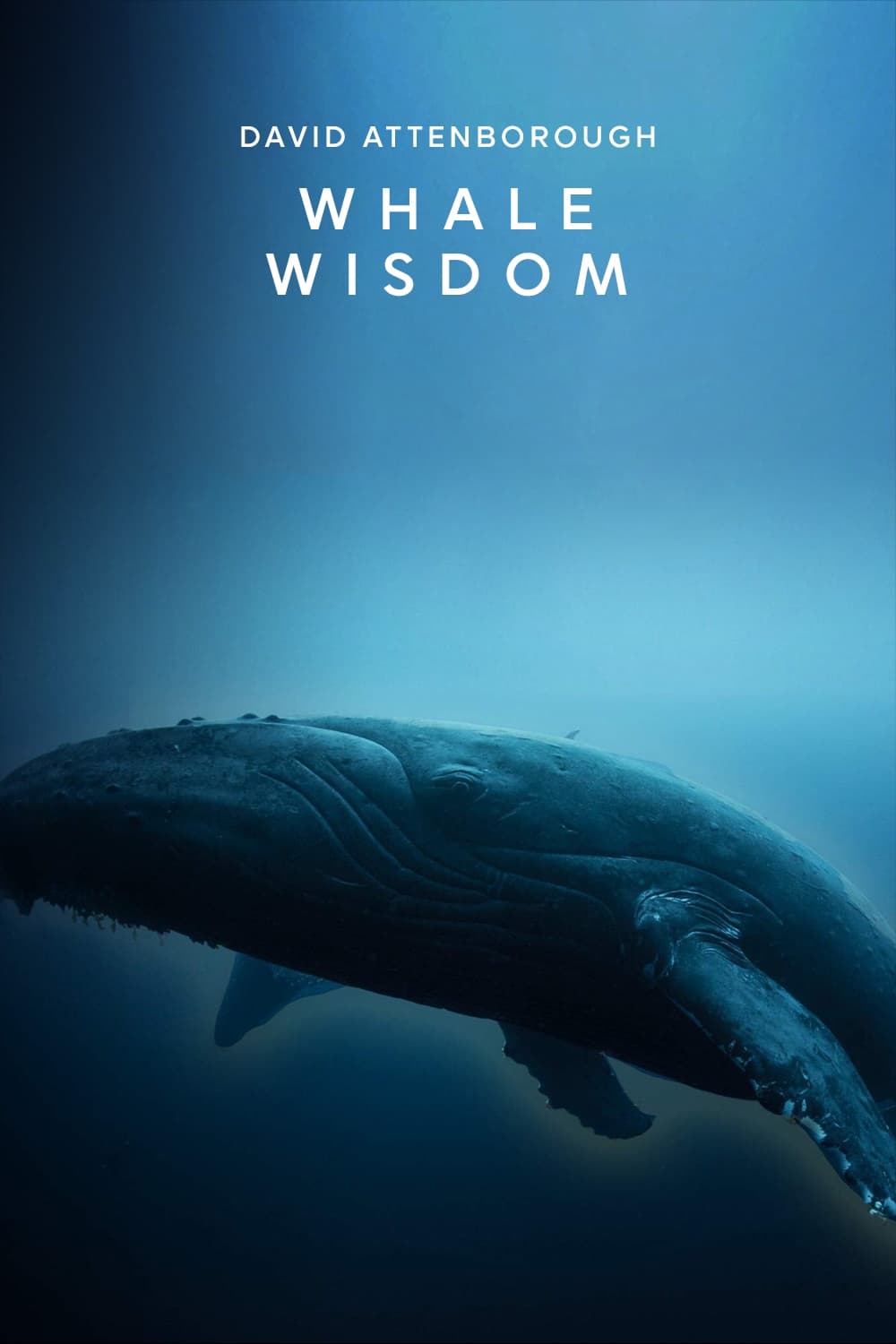 Whale Wisdom | Whale Wisdom