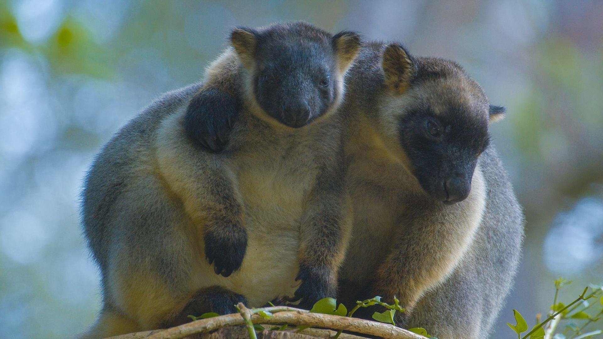 Tree Kangaroos: Ghosts of the Forest|Tree Kangaroos: Ghosts of the Forest
