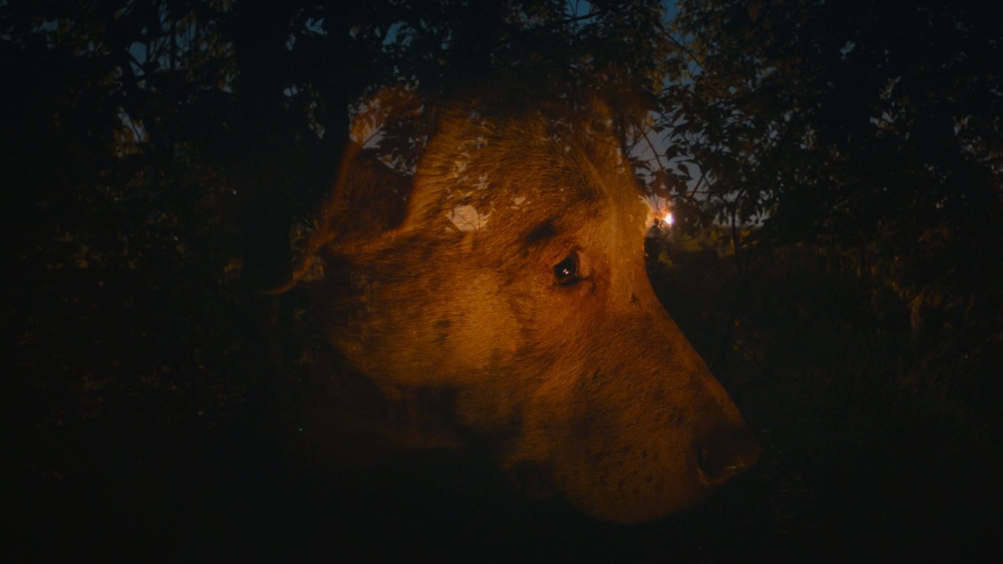 Dreaming Dogs|Dreaming Dogs