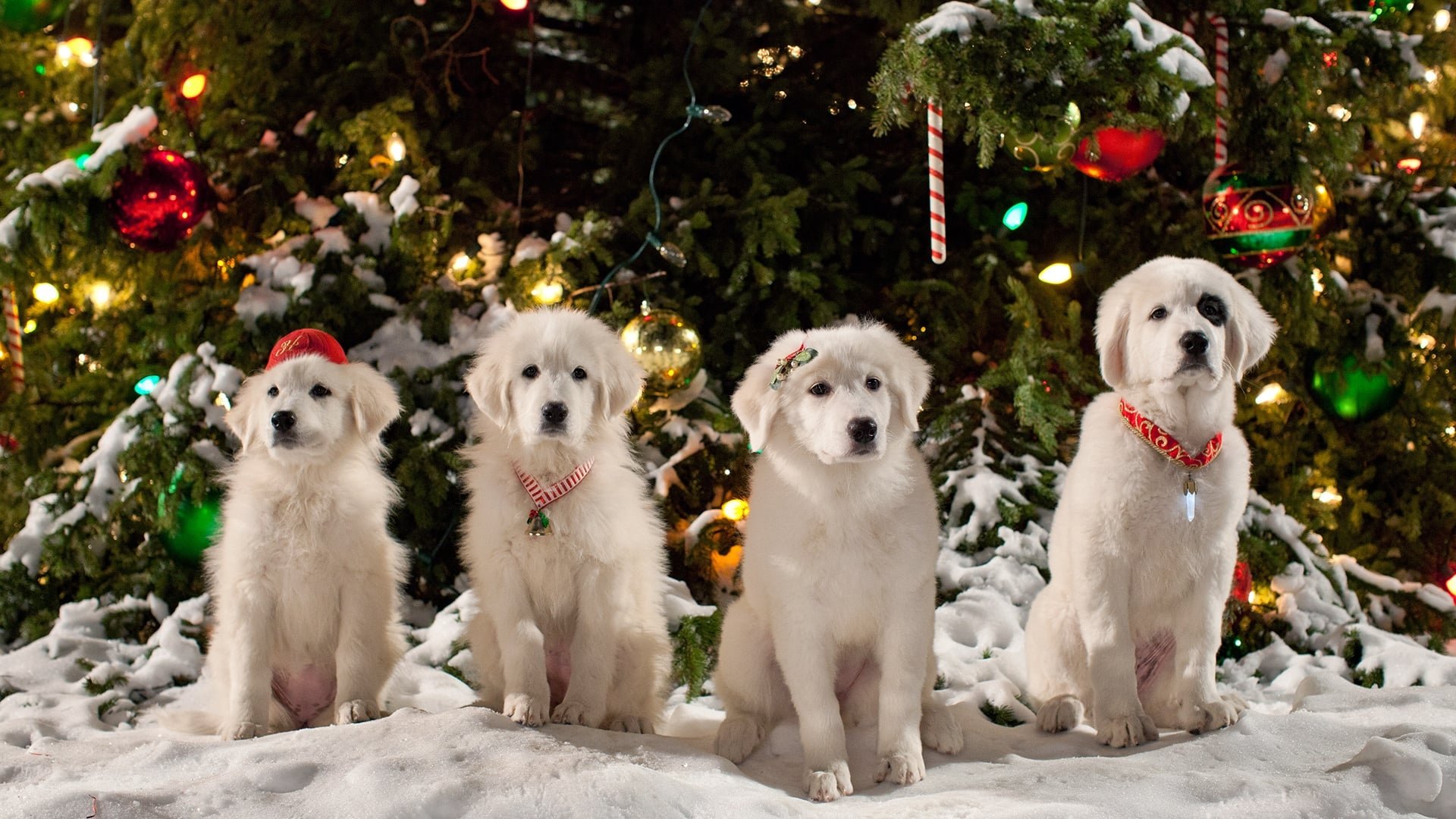 Santa Paws 2: The Santa Pups|Santa Paws 2: The Santa Pups