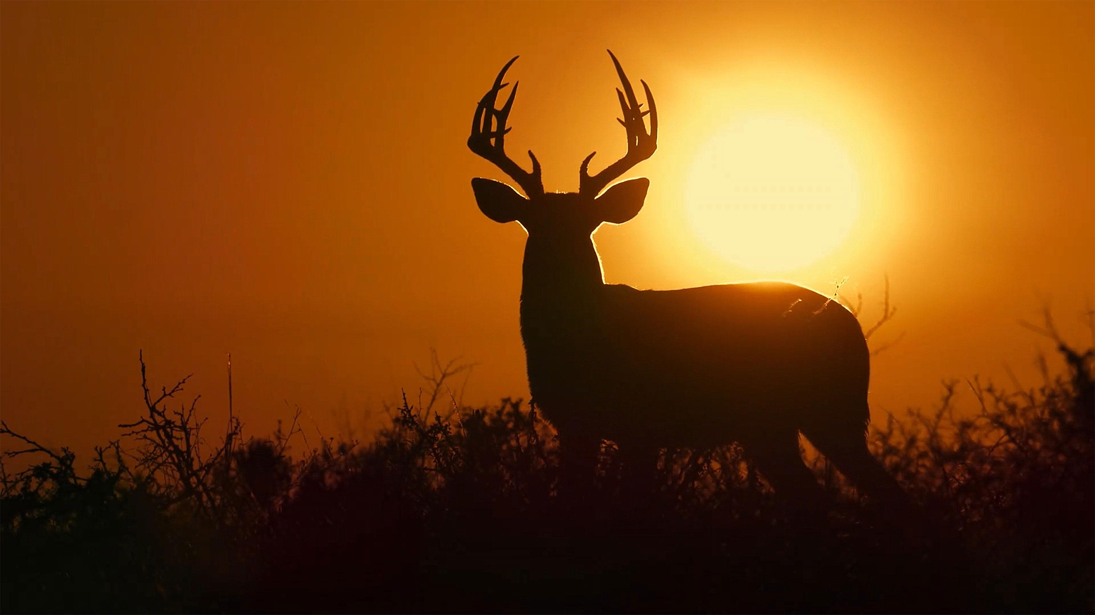 Deep in the Heart: A Texas Wildlife Story|Deep in the Heart: A Texas Wildlife Story