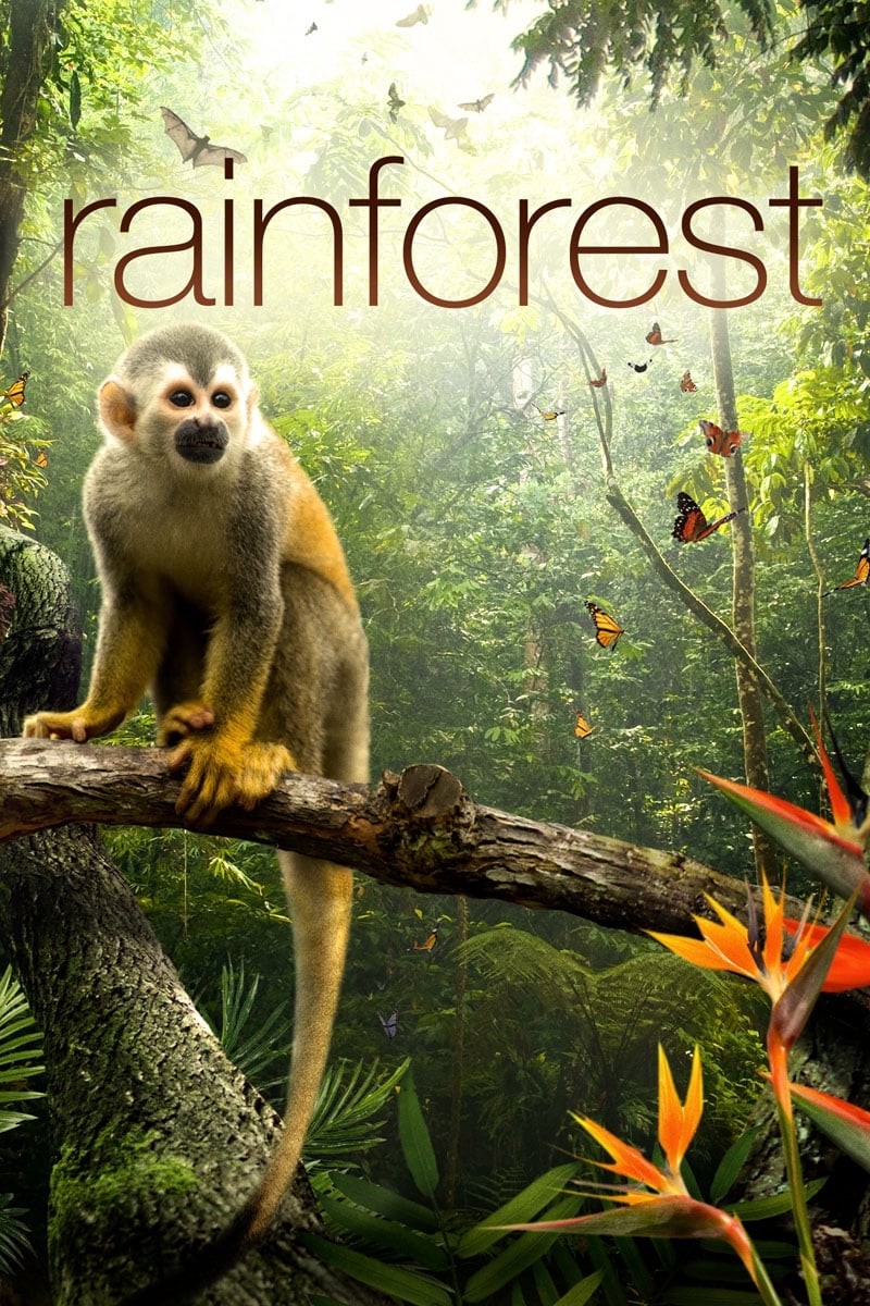 Secret Life of the Rainforest | Secret Life of the Rainforest