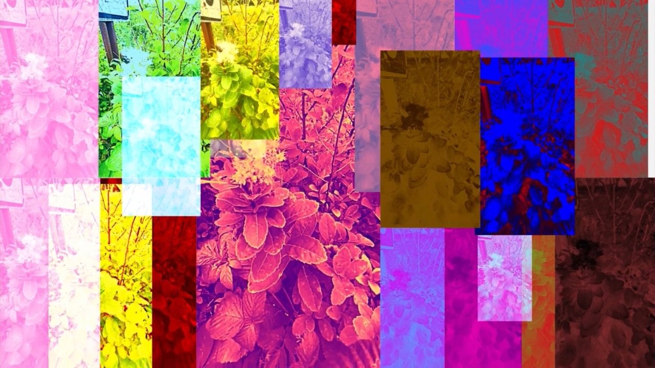 Forgotten Beauty|Forgotten Beauty