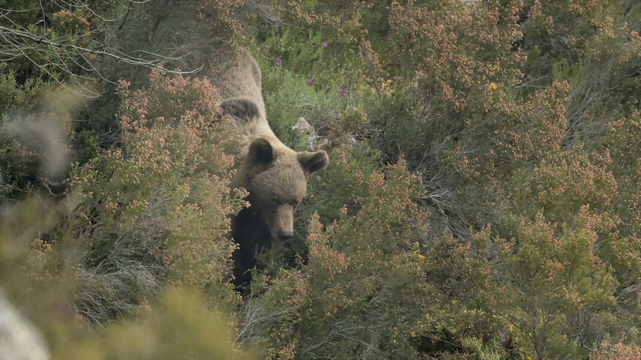 Ours, simplement sauvage|Ours, simplement sauvage