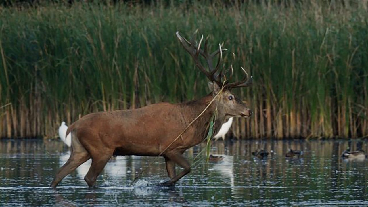 Nature, le retour du sauvage|Nature, le retour du sauvage