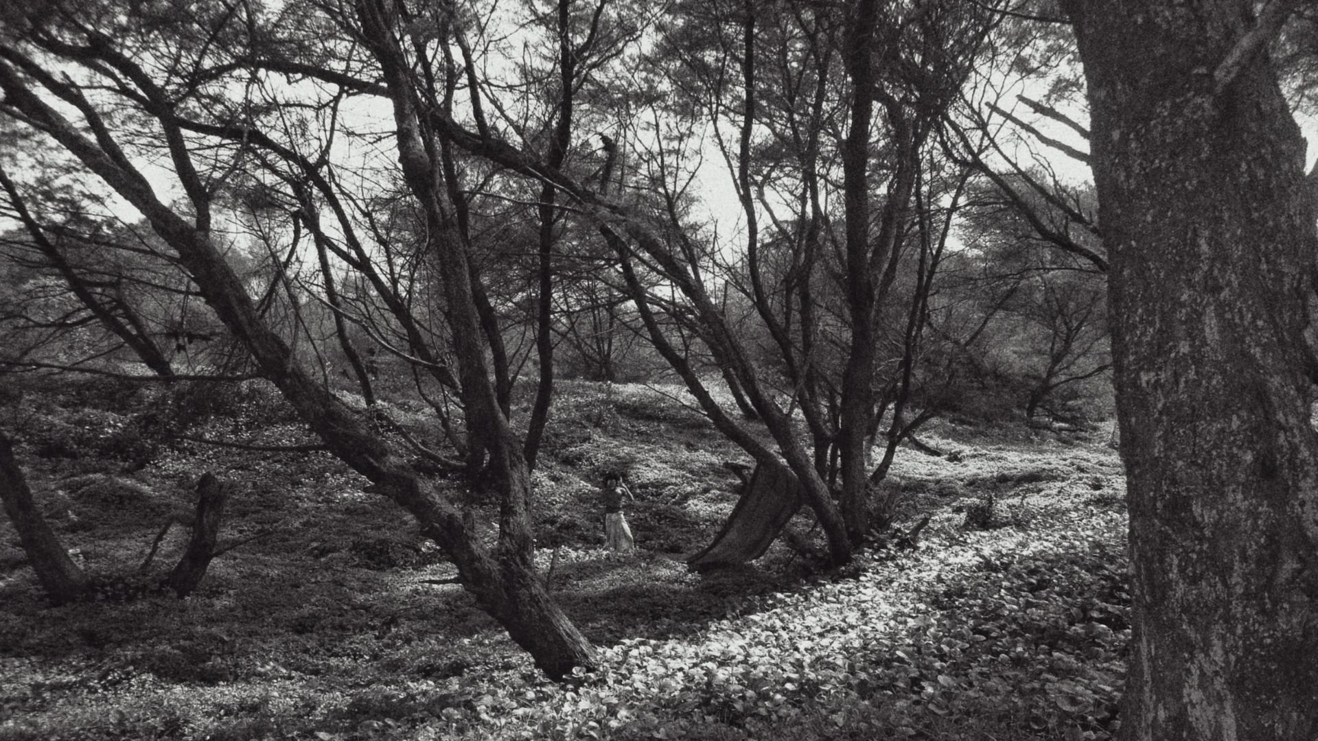 Under The Idhum Tree|Under The Idhum Tree