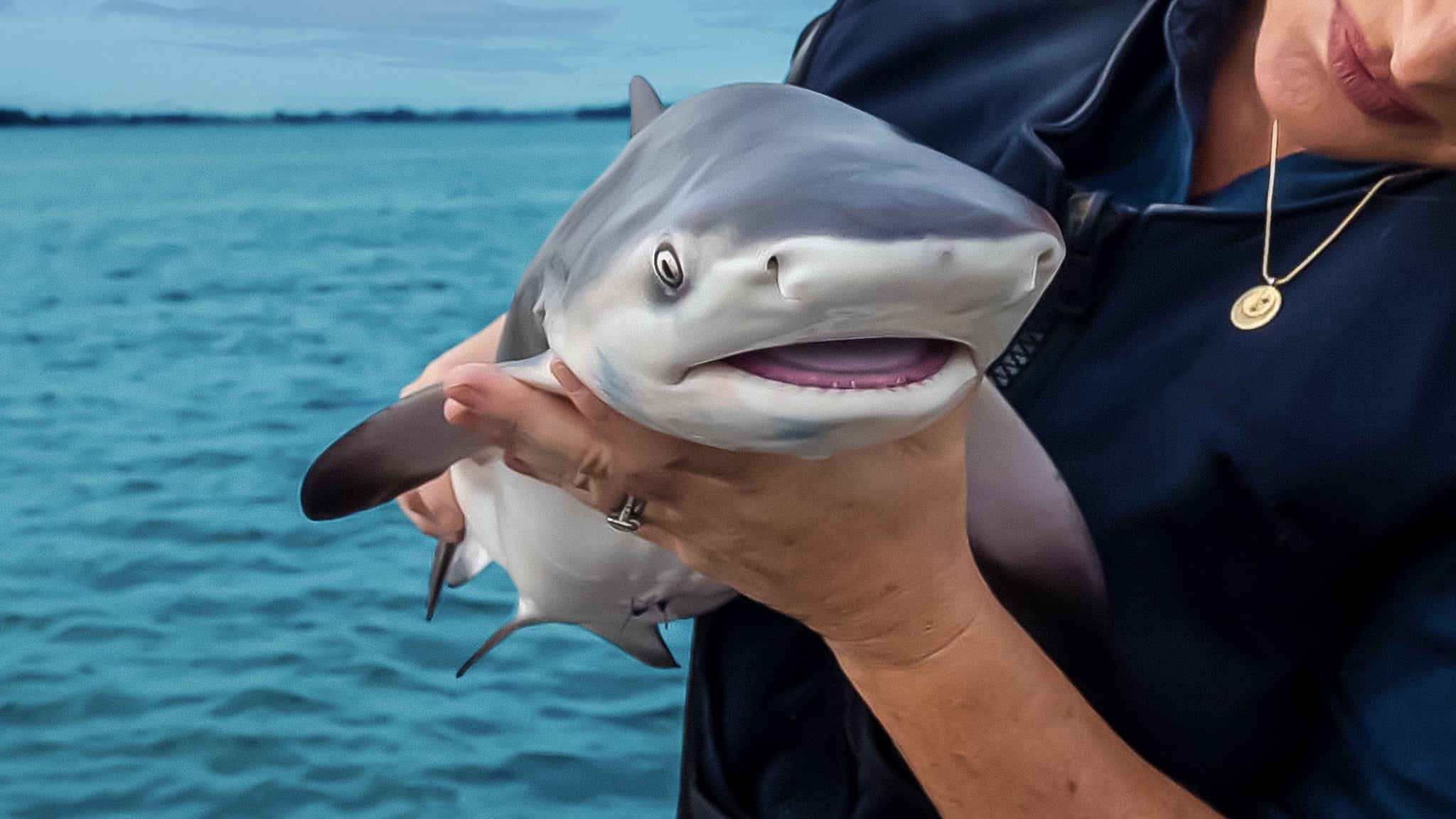 Baby Sharks|Baby Sharks