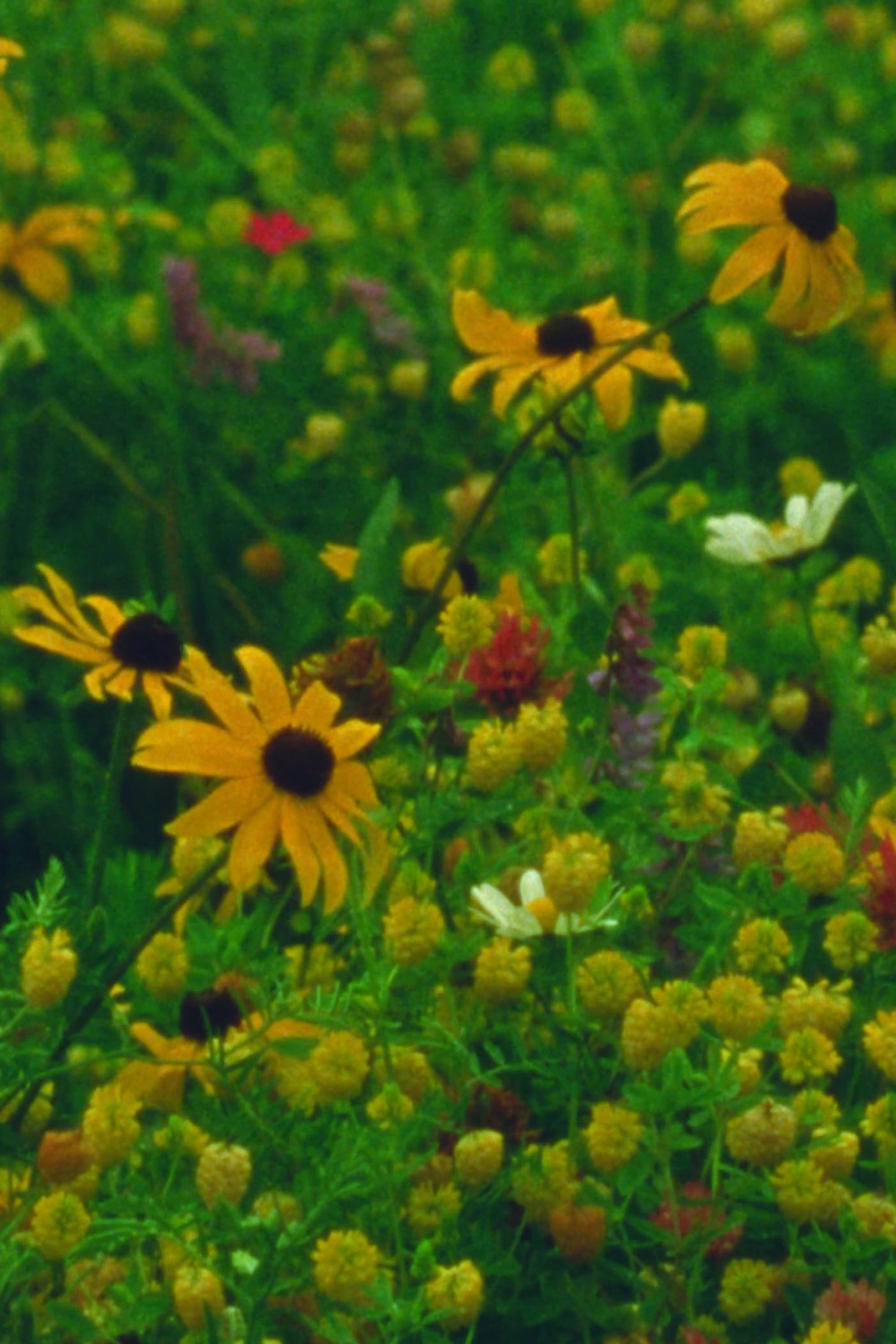 Mountain Wildflowers | Mountain Wildflowers