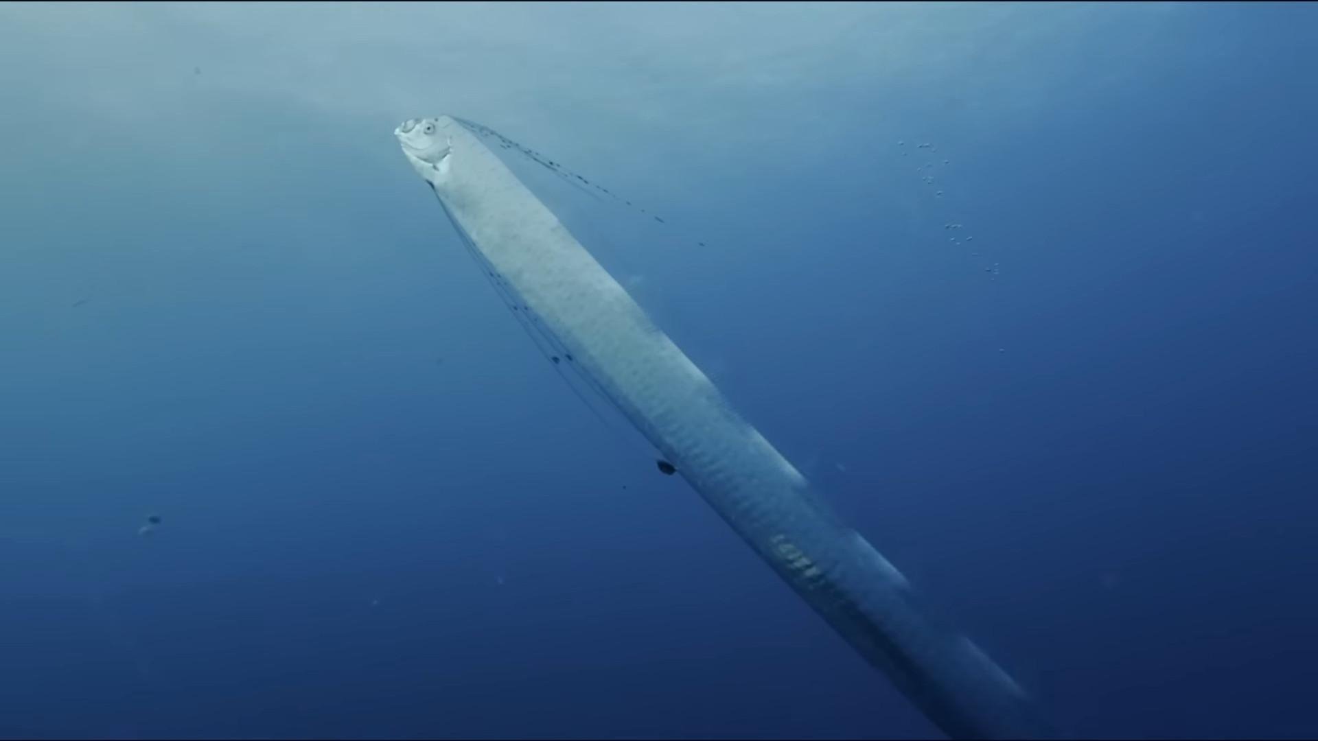 Régalec, premiers contacts avec le poisson roi|Régalec, premiers contacts avec le poisson roi
