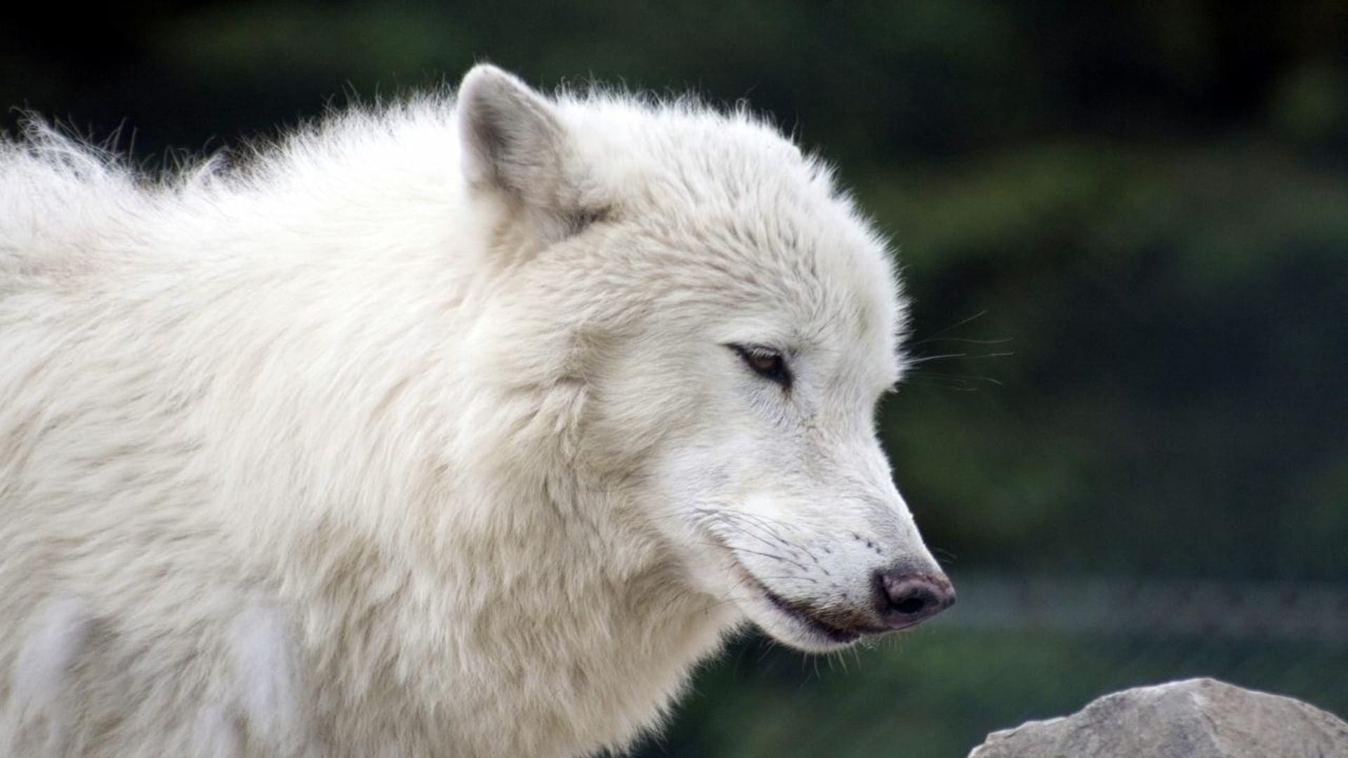 White Wolves - A Cry in the Wild II|White Wolves - A Cry in the Wild II