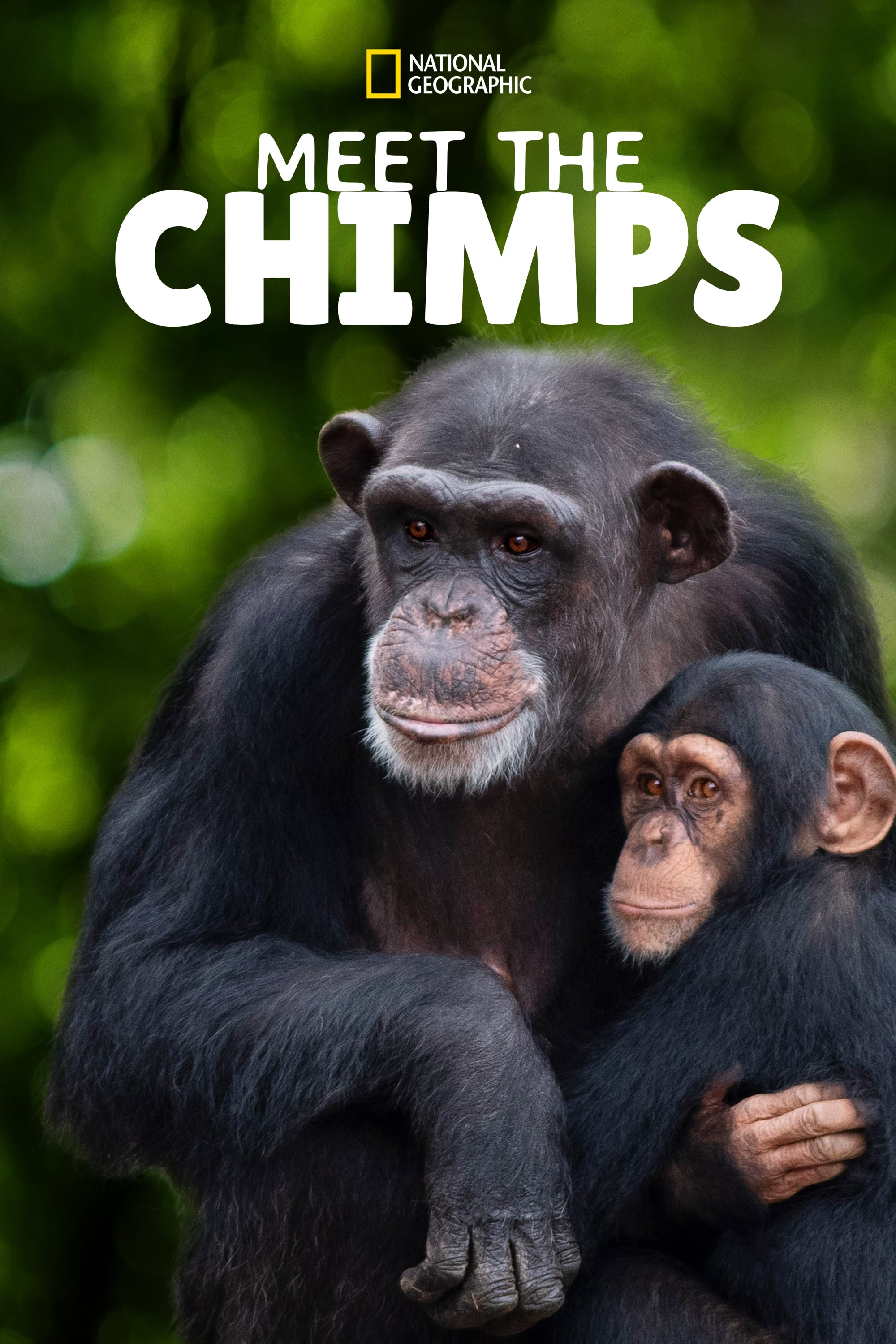 Meet the Chimps | Meet the Chimps