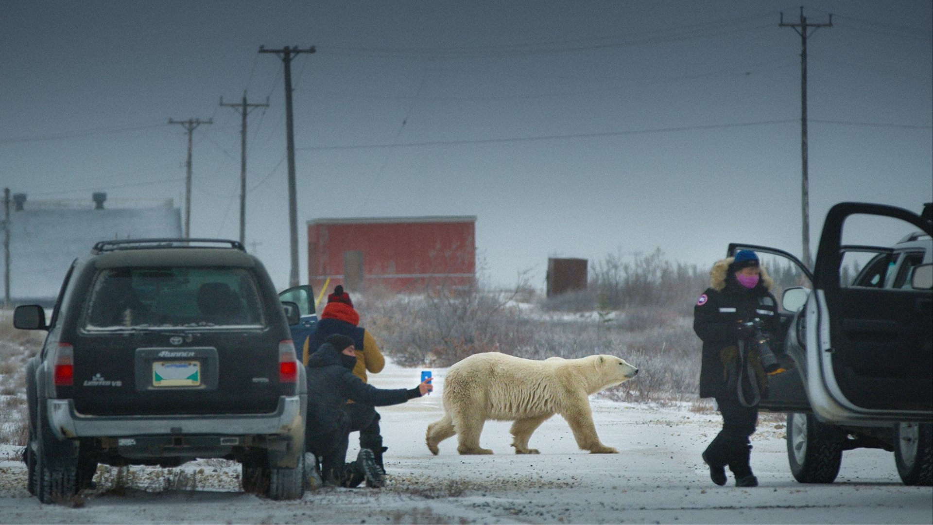 Nuisance Bear|Nuisance Bear