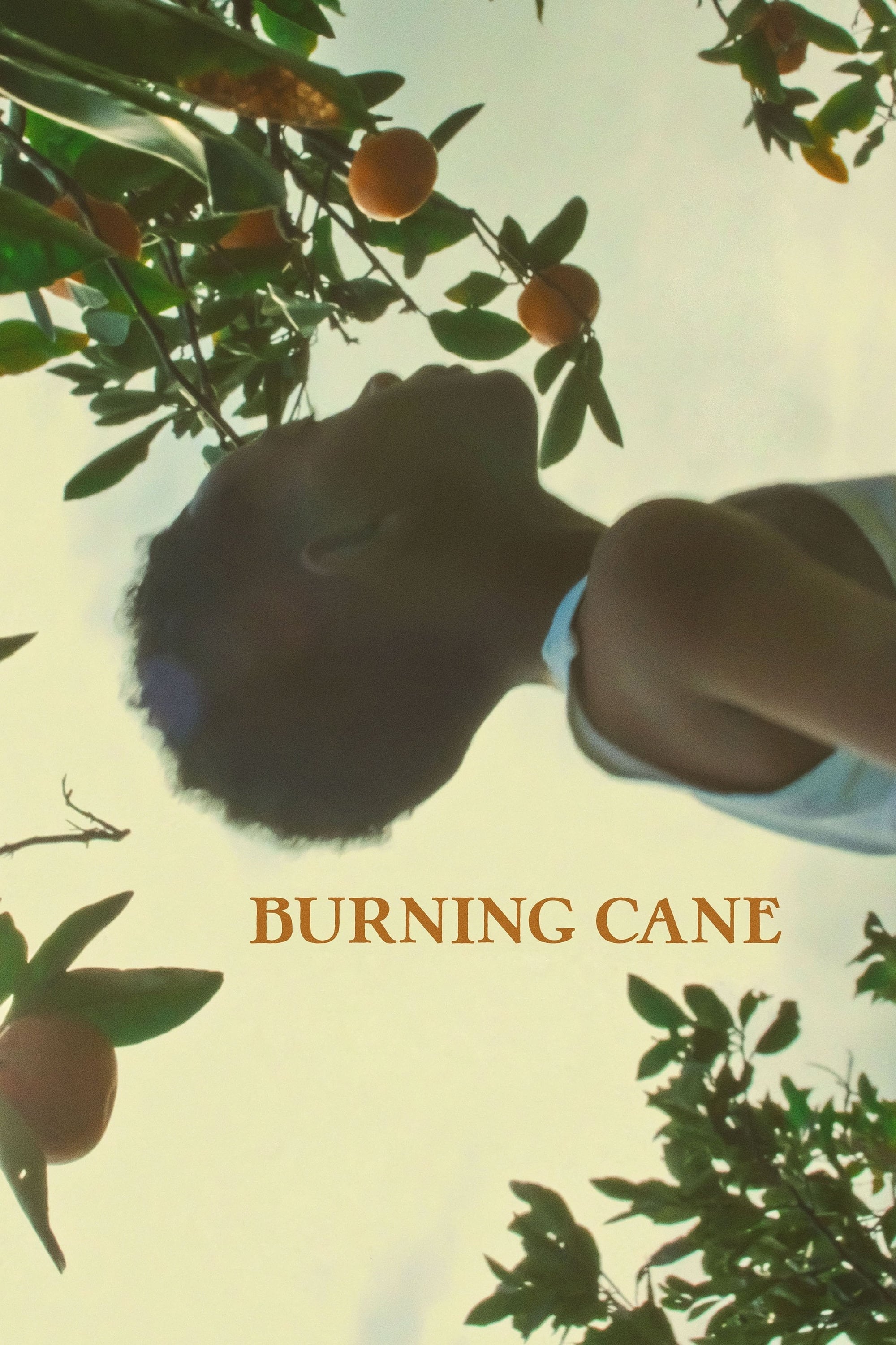 Burning Cane | Burning Cane