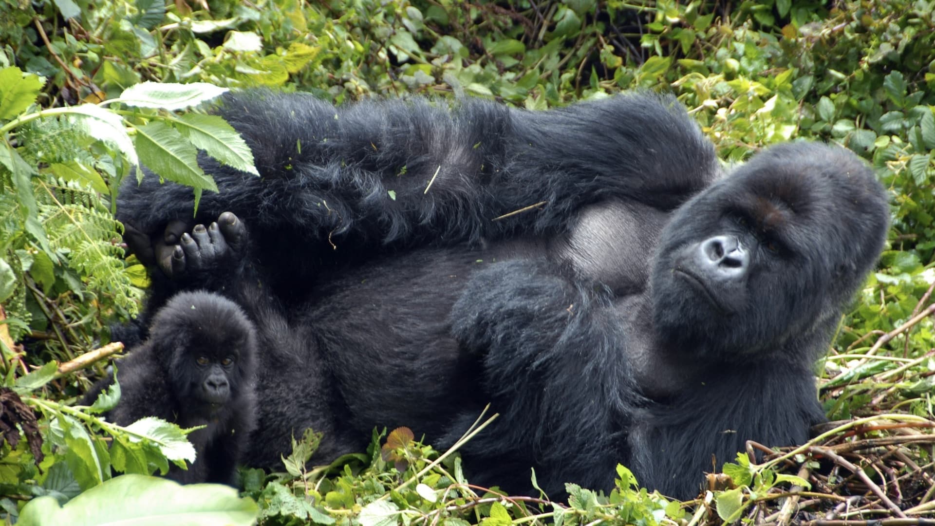 Mountain Gorilla|Mountain Gorilla