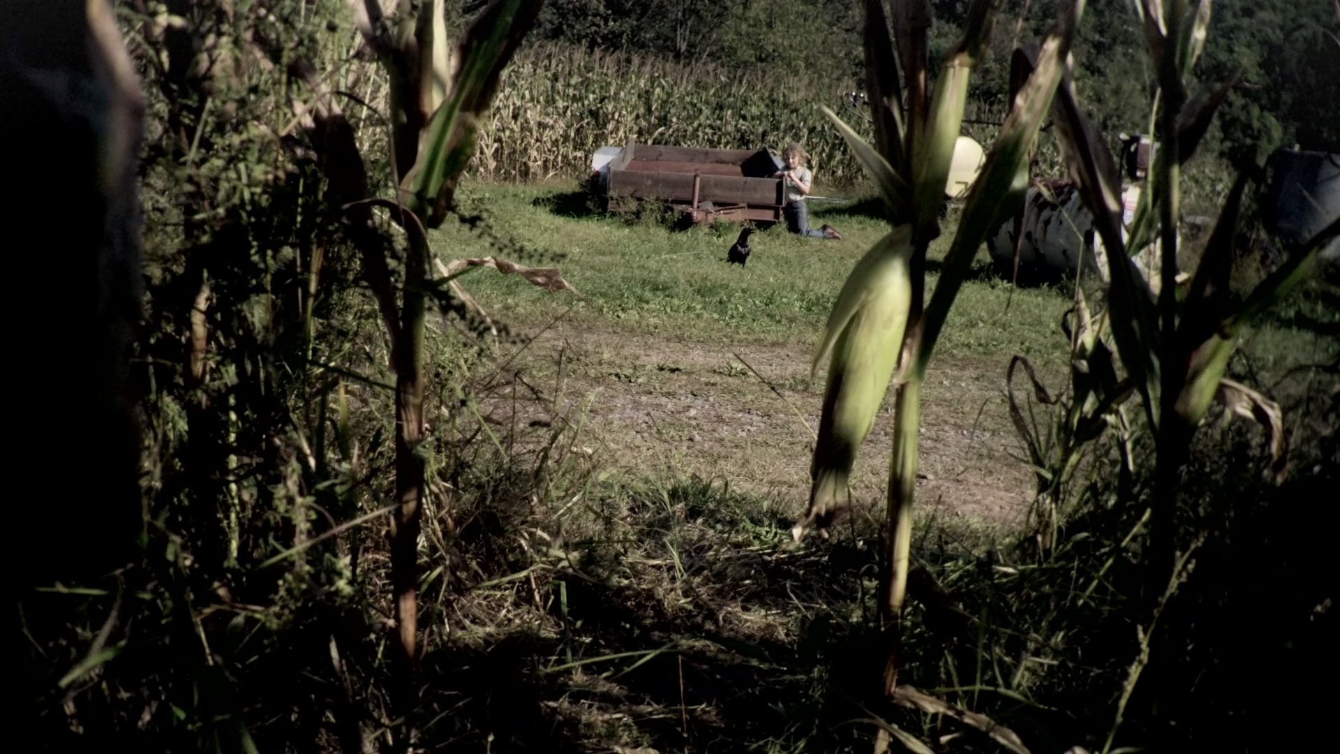 The Fields|The Fields