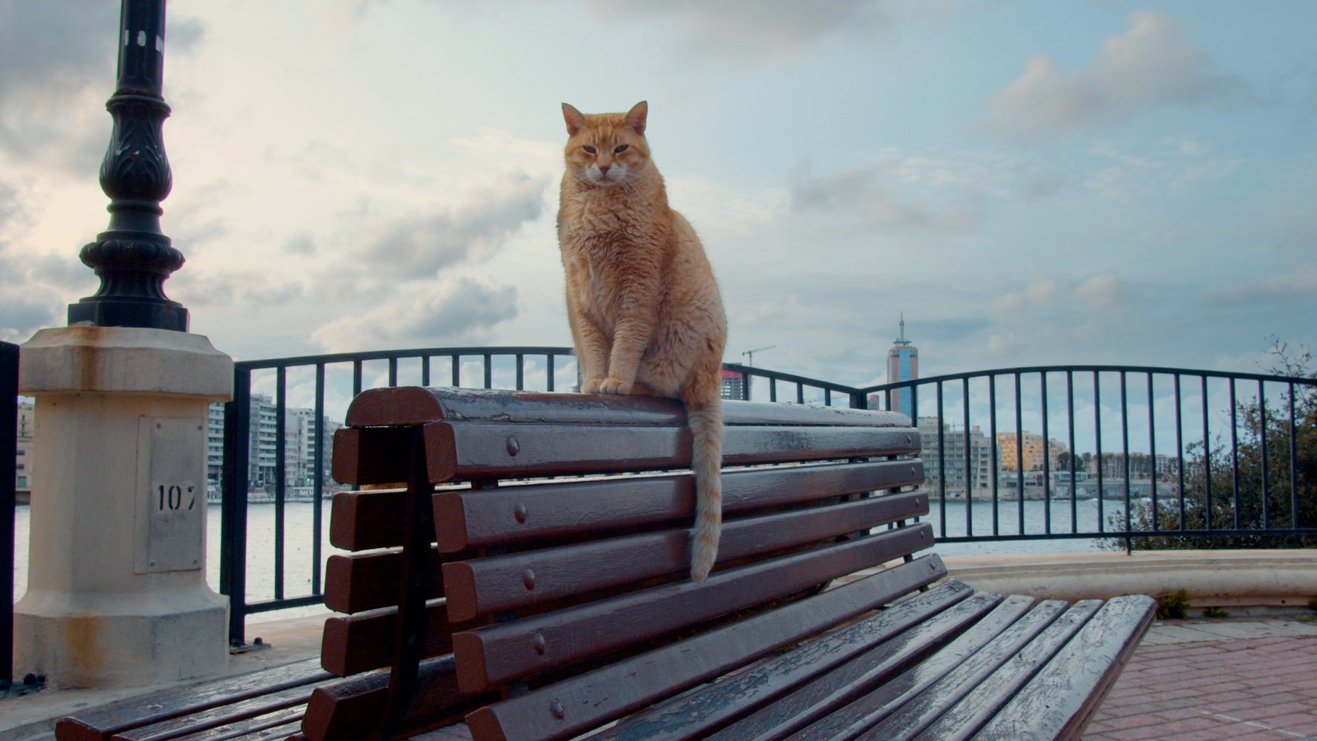 Cats of Malta|Cats of Malta