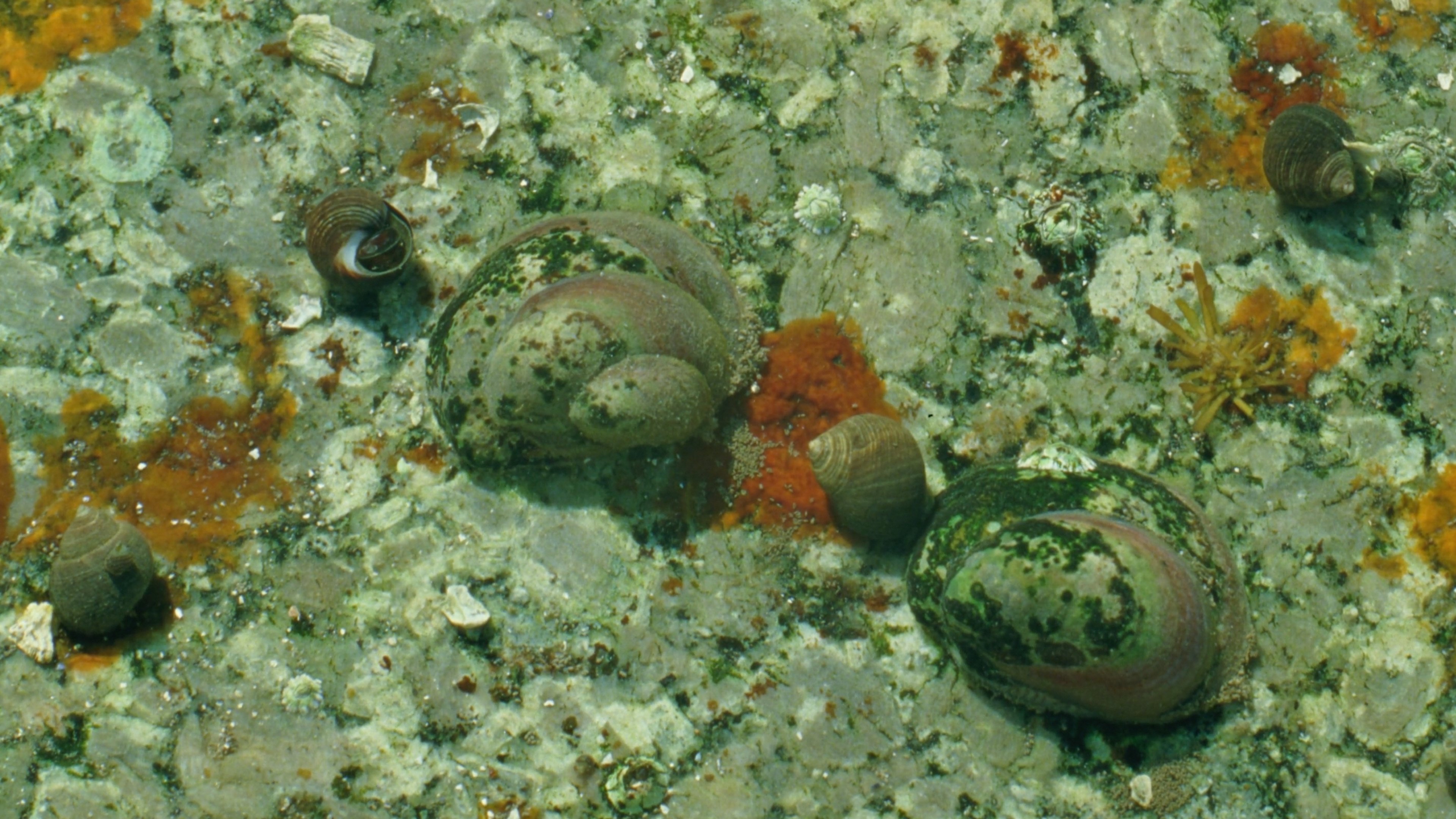 Tide Pools|Tide Pools