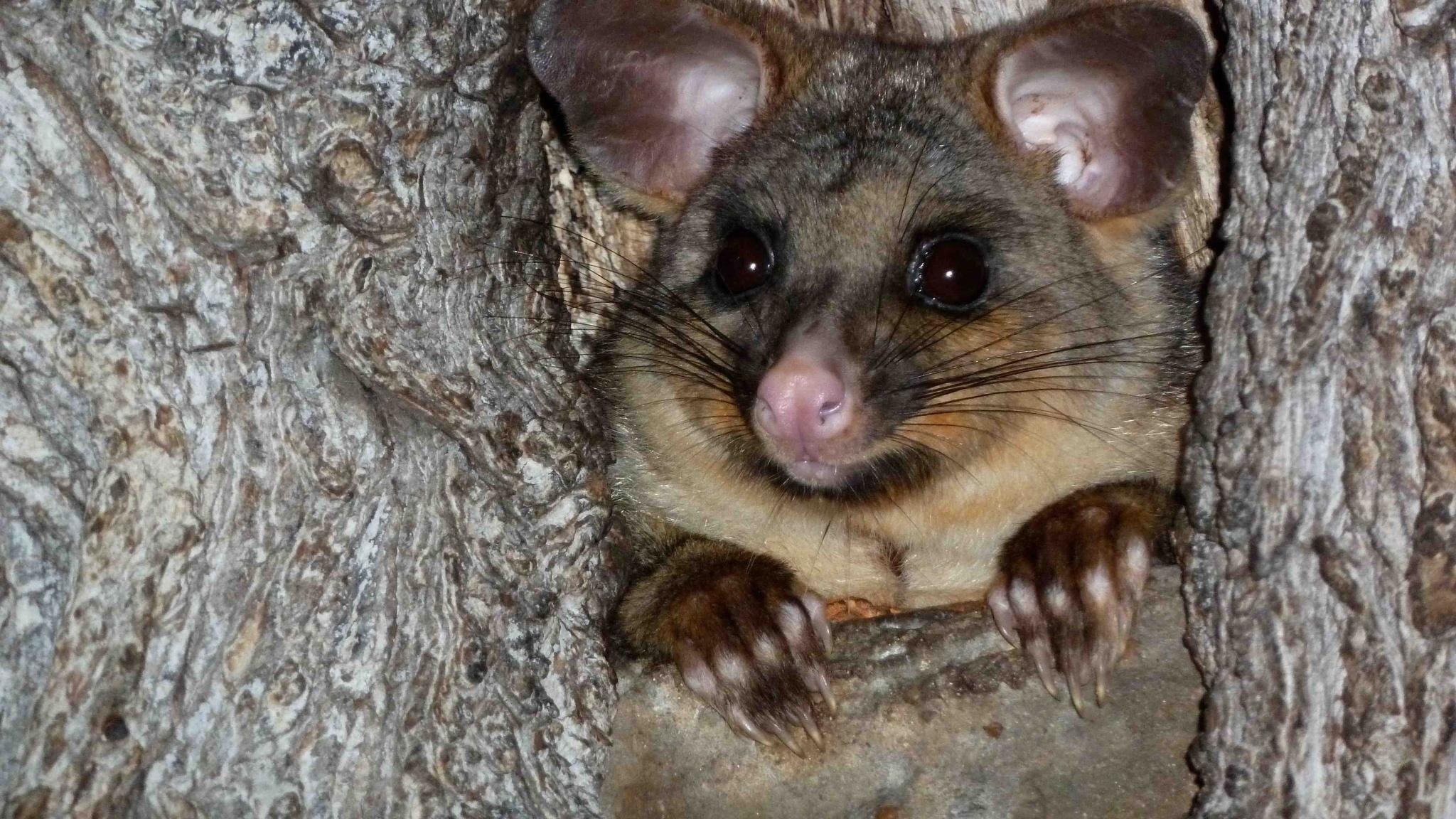 Possum Wars|Possum Wars