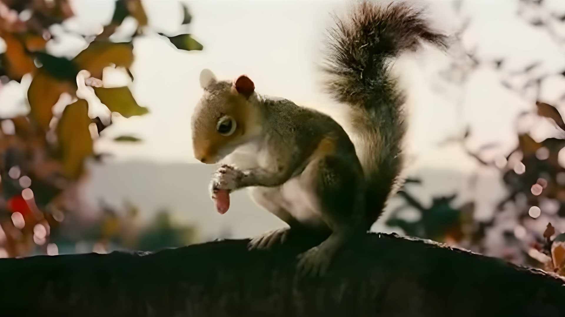 Squirrels|Squirrels