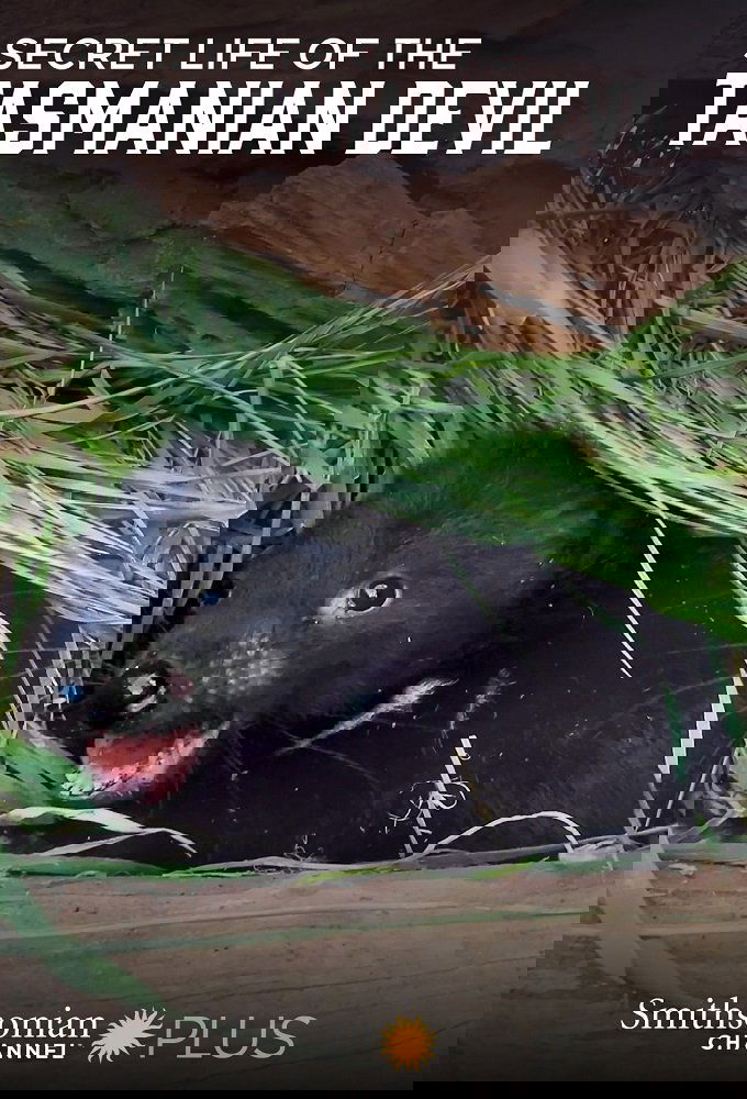 Secret Life Of The Tasmanian Devil