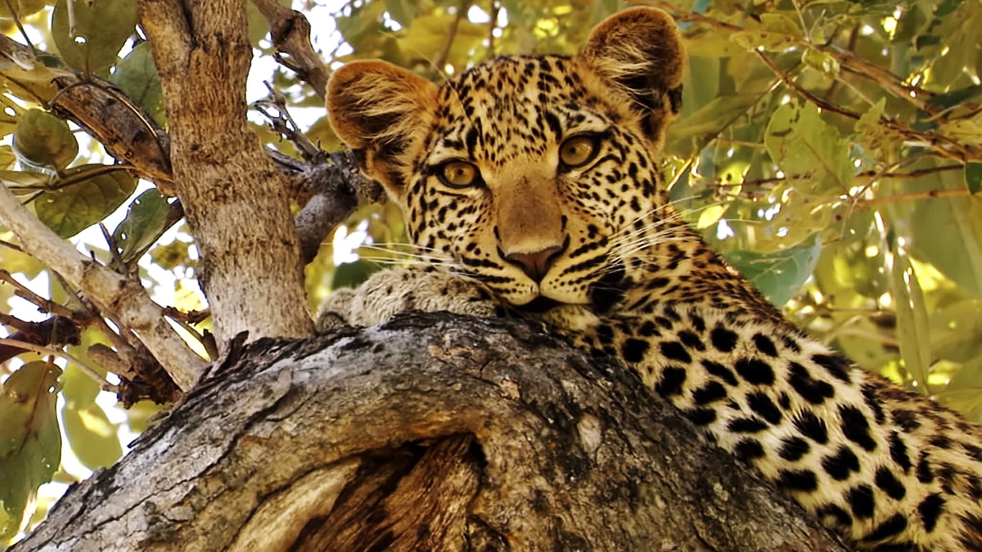 Eye of the Leopard|Eye of the Leopard