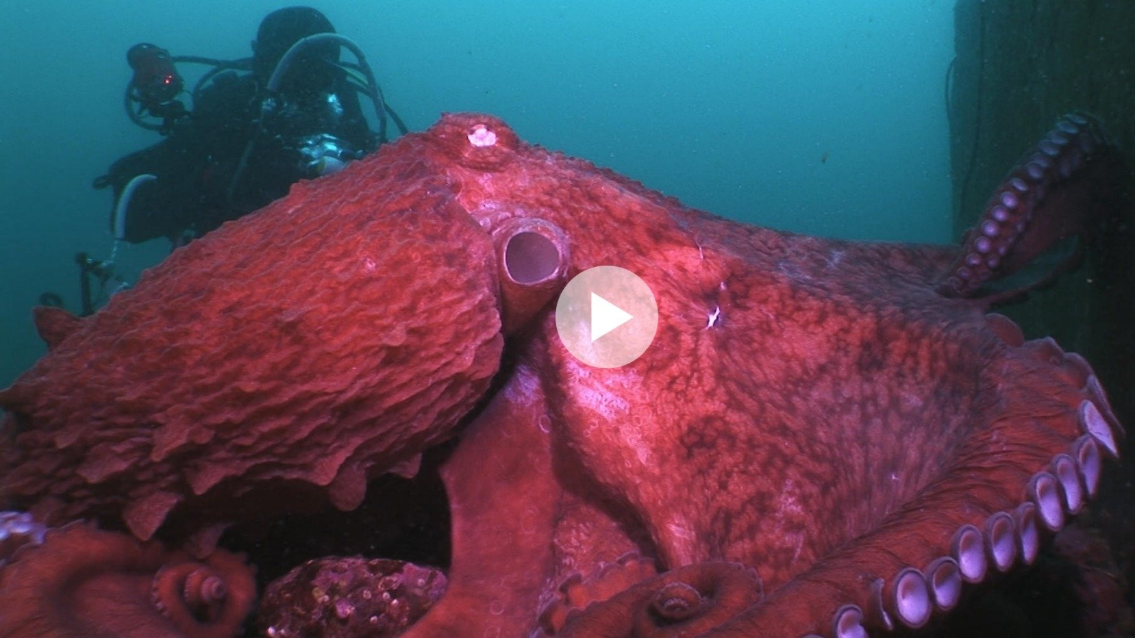 Animal Instincts - When Monsters Call - The Bizarre Water-World of Noto Peninsula, Japan|Animal Instincts - When Monsters Call - The Bizarre Water-World of Noto Peninsula, Japan