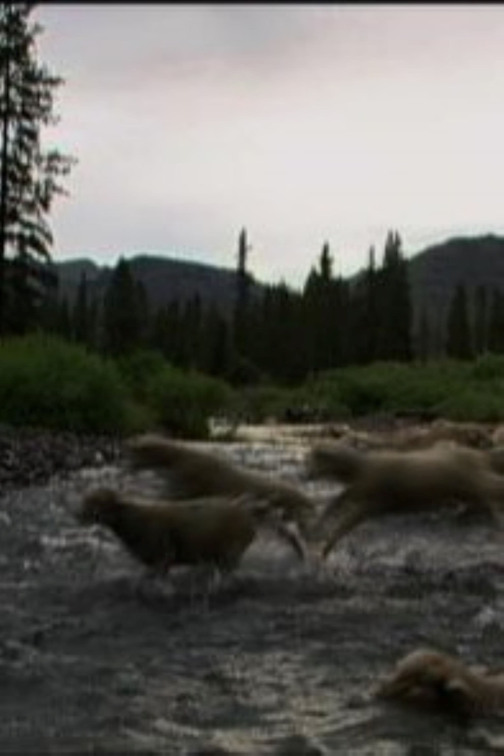 Hell Roaring Creek | Hell Roaring Creek