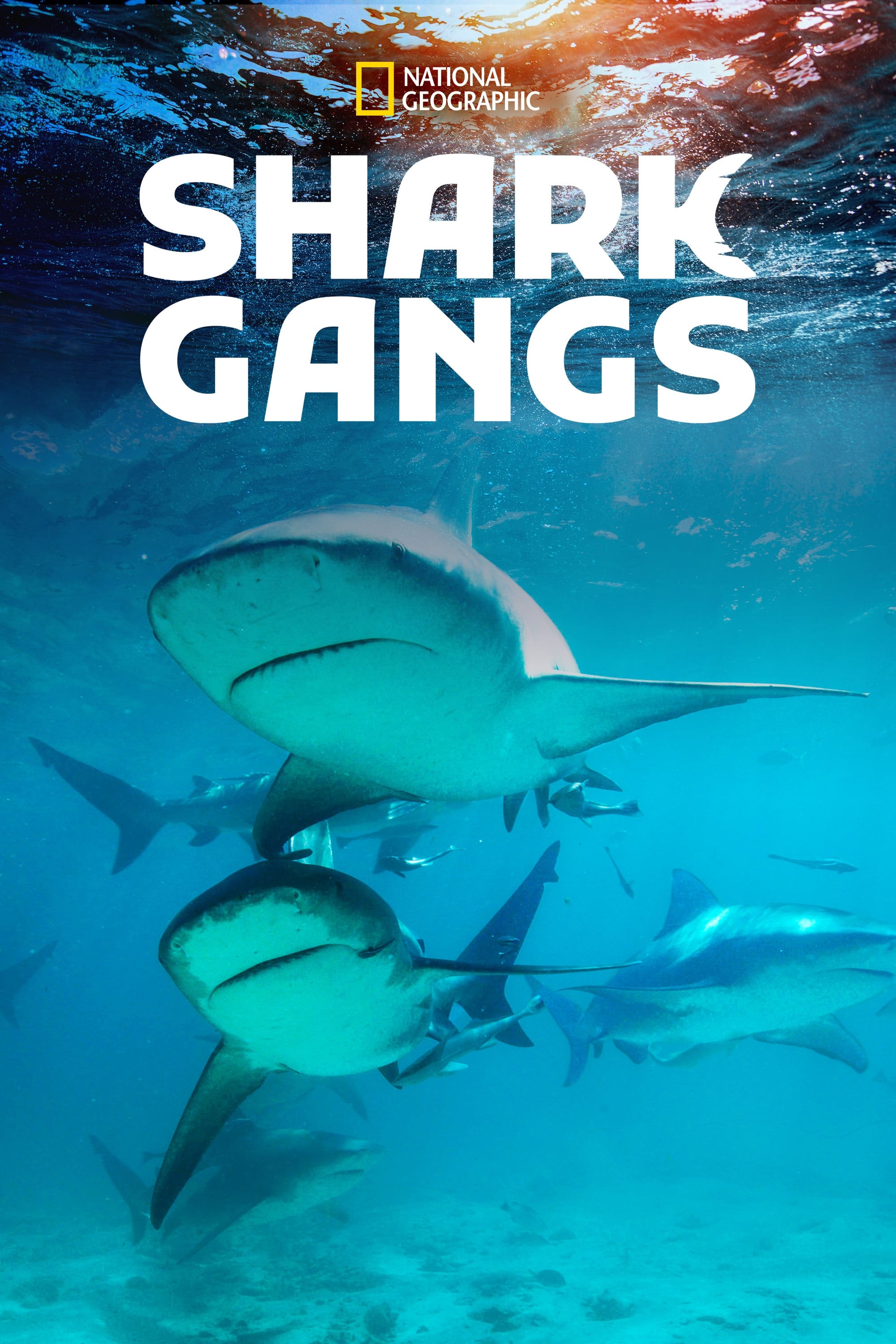 Shark Gangs | Shark Gangs