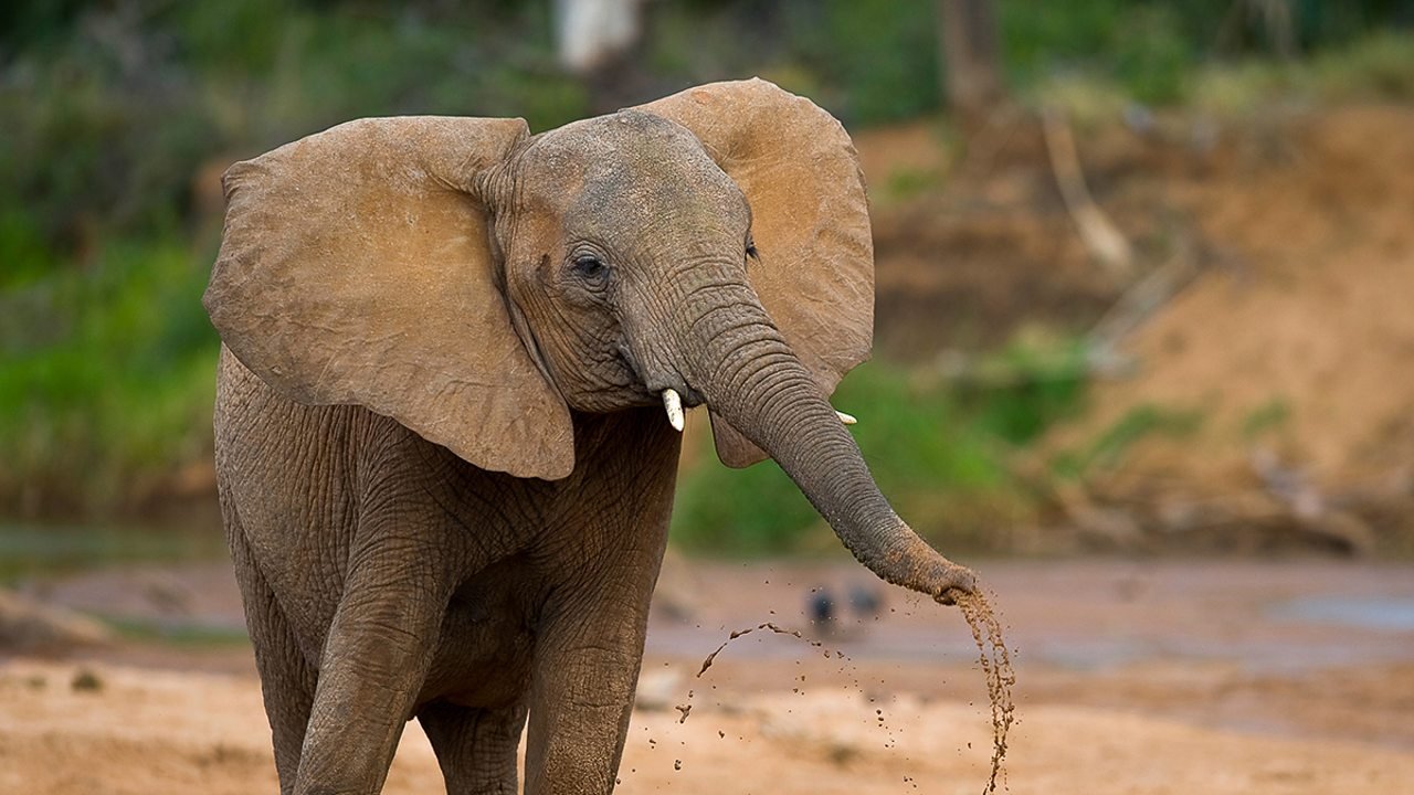 The Secret Life of Elephants|The Secret Life of Elephants