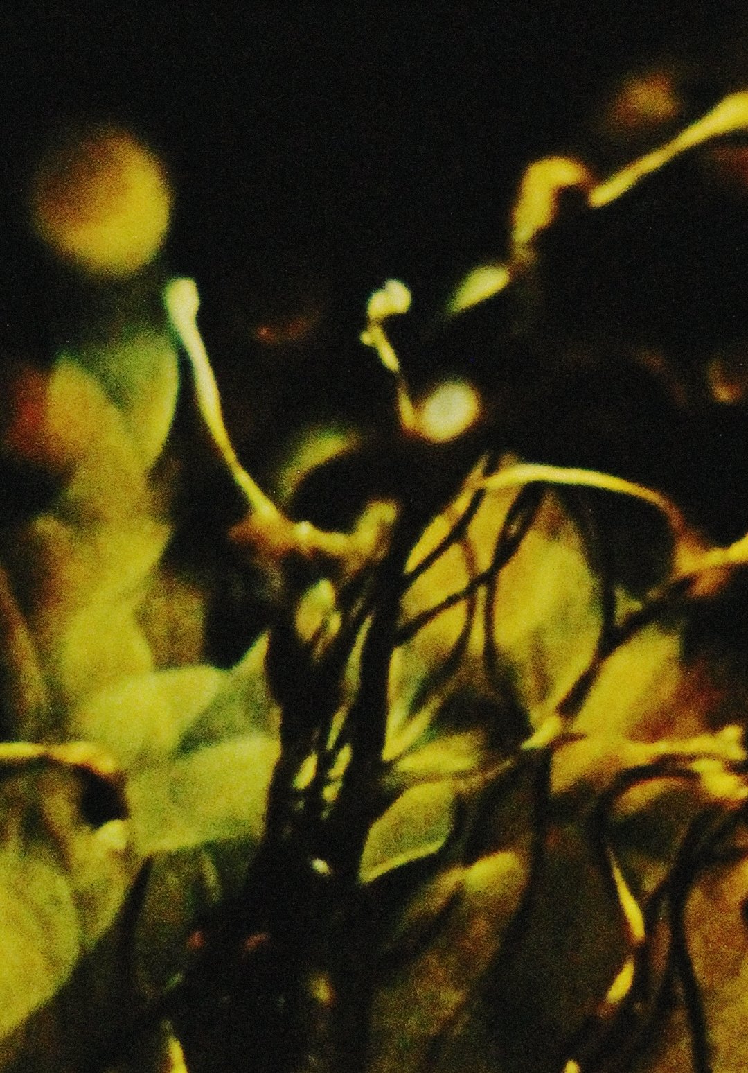 A Study in Natural Magic | A Study in Natural Magic