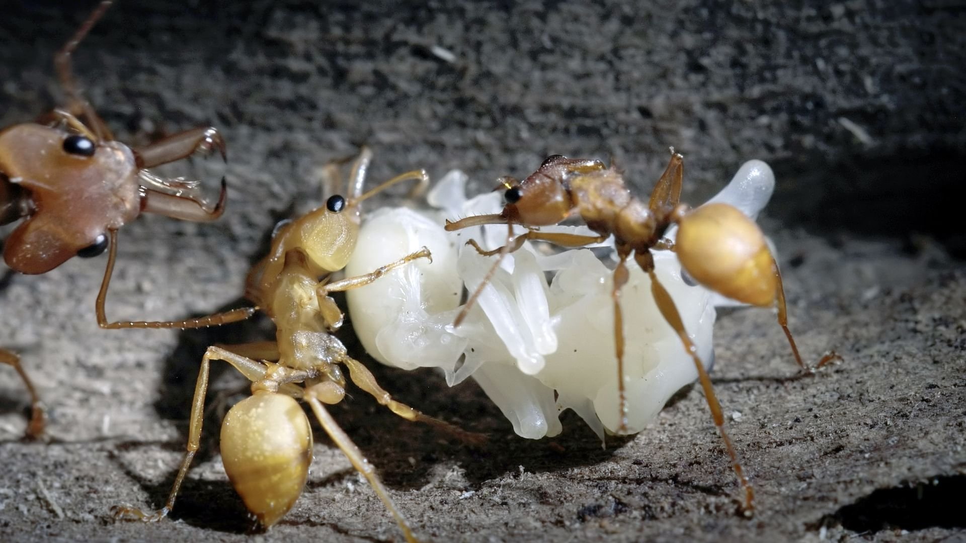 La Forêt des fourmis|La Forêt des fourmis