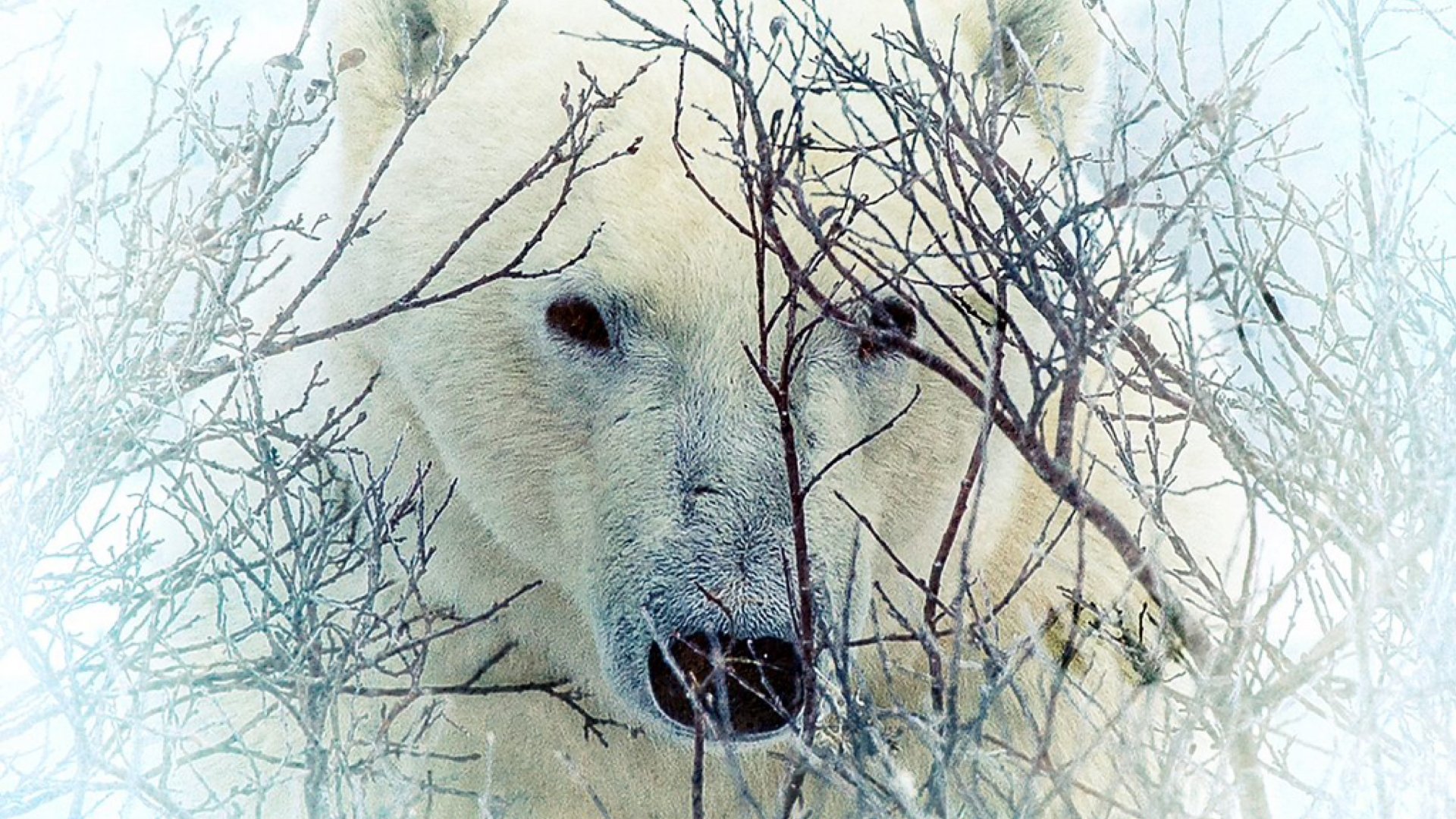 Where the Polar Bears Wait|Where the Polar Bears Wait