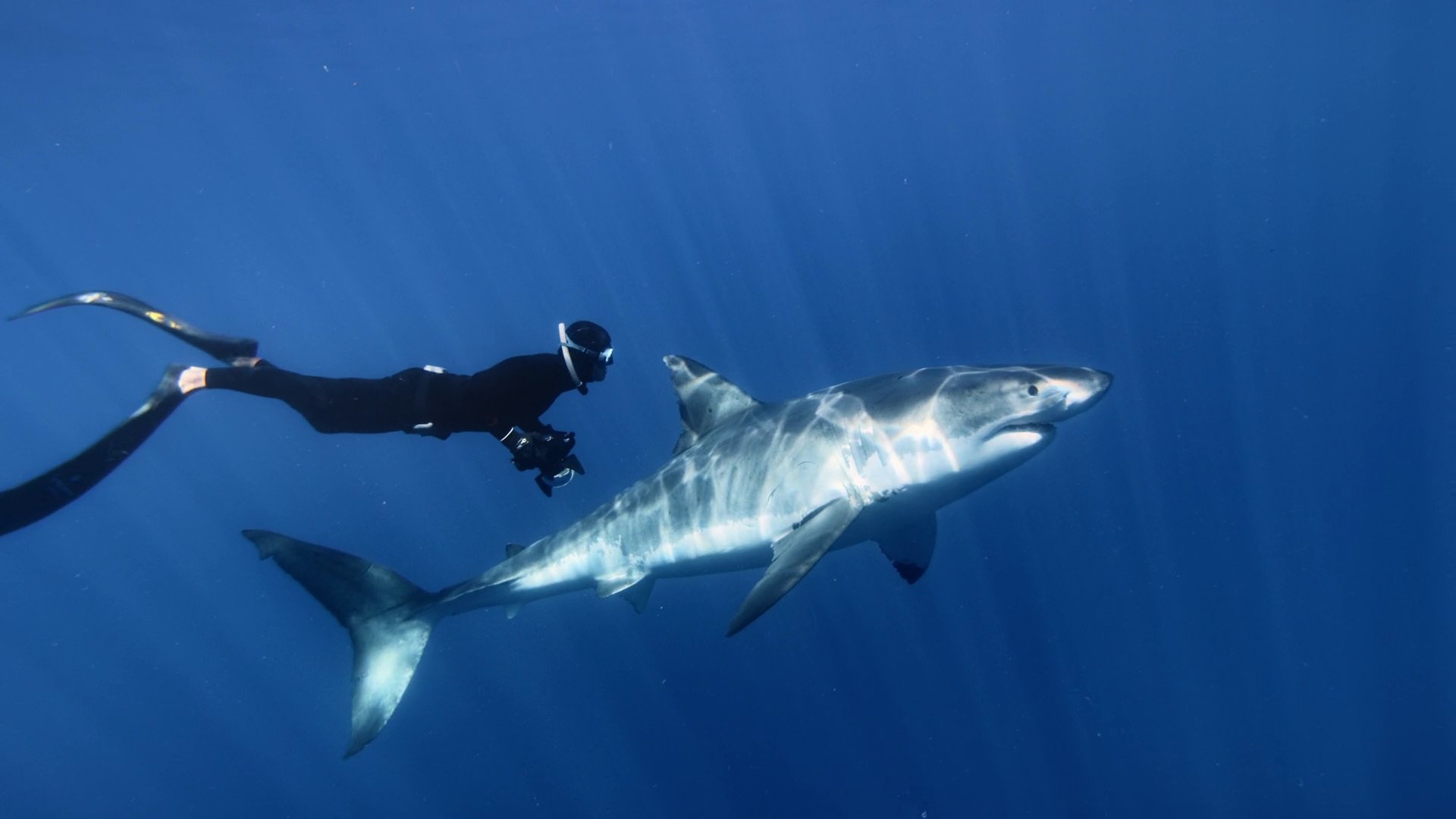 Great White Shark|Great White Shark