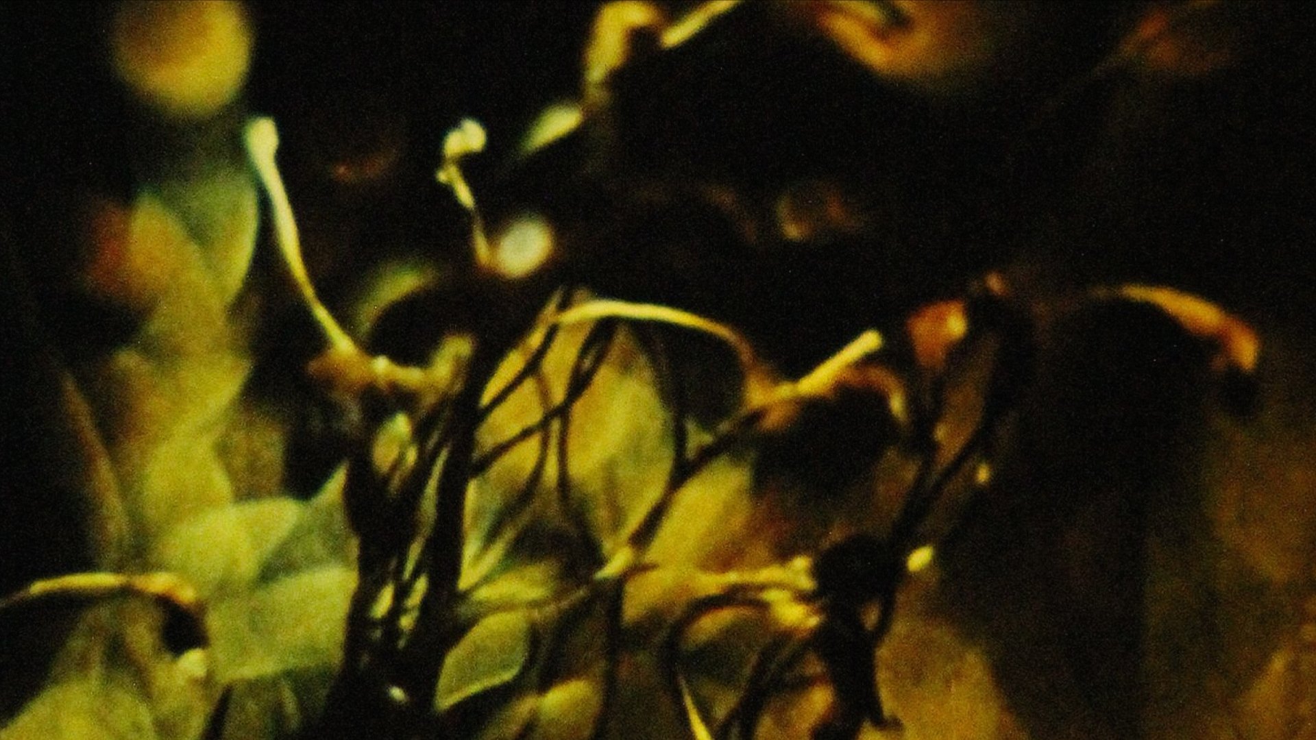 A Study in Natural Magic|A Study in Natural Magic
