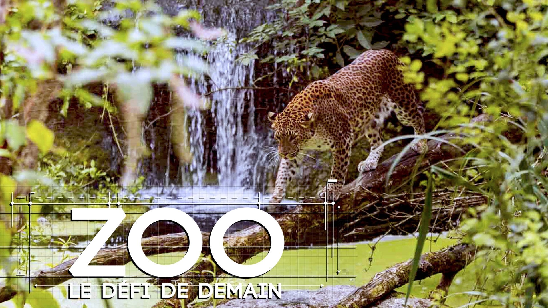 Zoo : le défi de demain|Zoo : le défi de demain