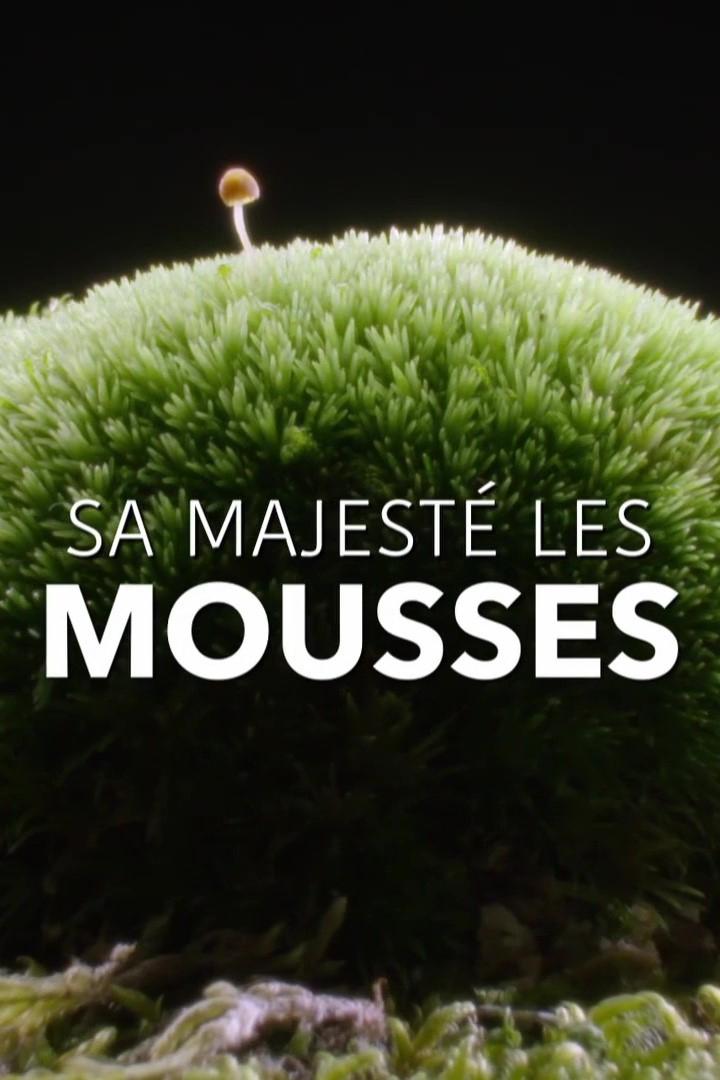 Sa Majesté les mousses | Sa Majesté les mousses