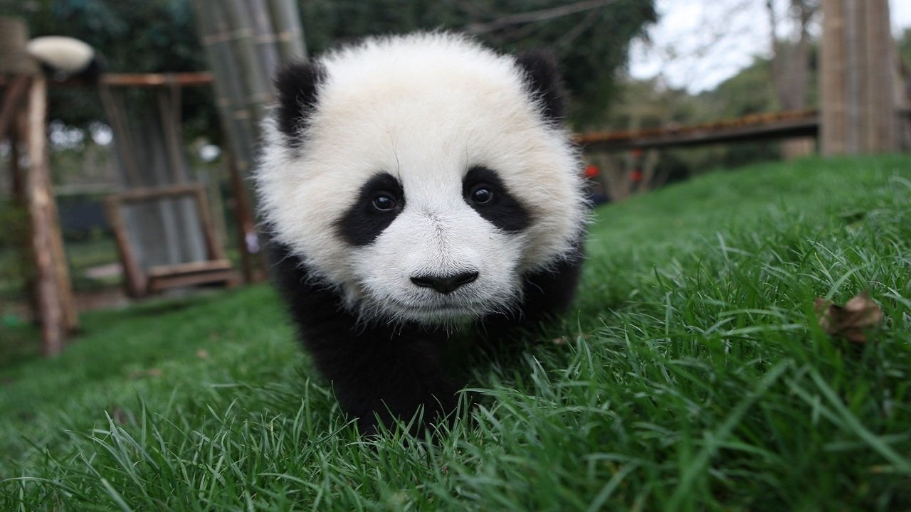 Der kleine Panda - Tagebuch eines Bärenkindes|Der kleine Panda - Tagebuch eines Bärenkindes