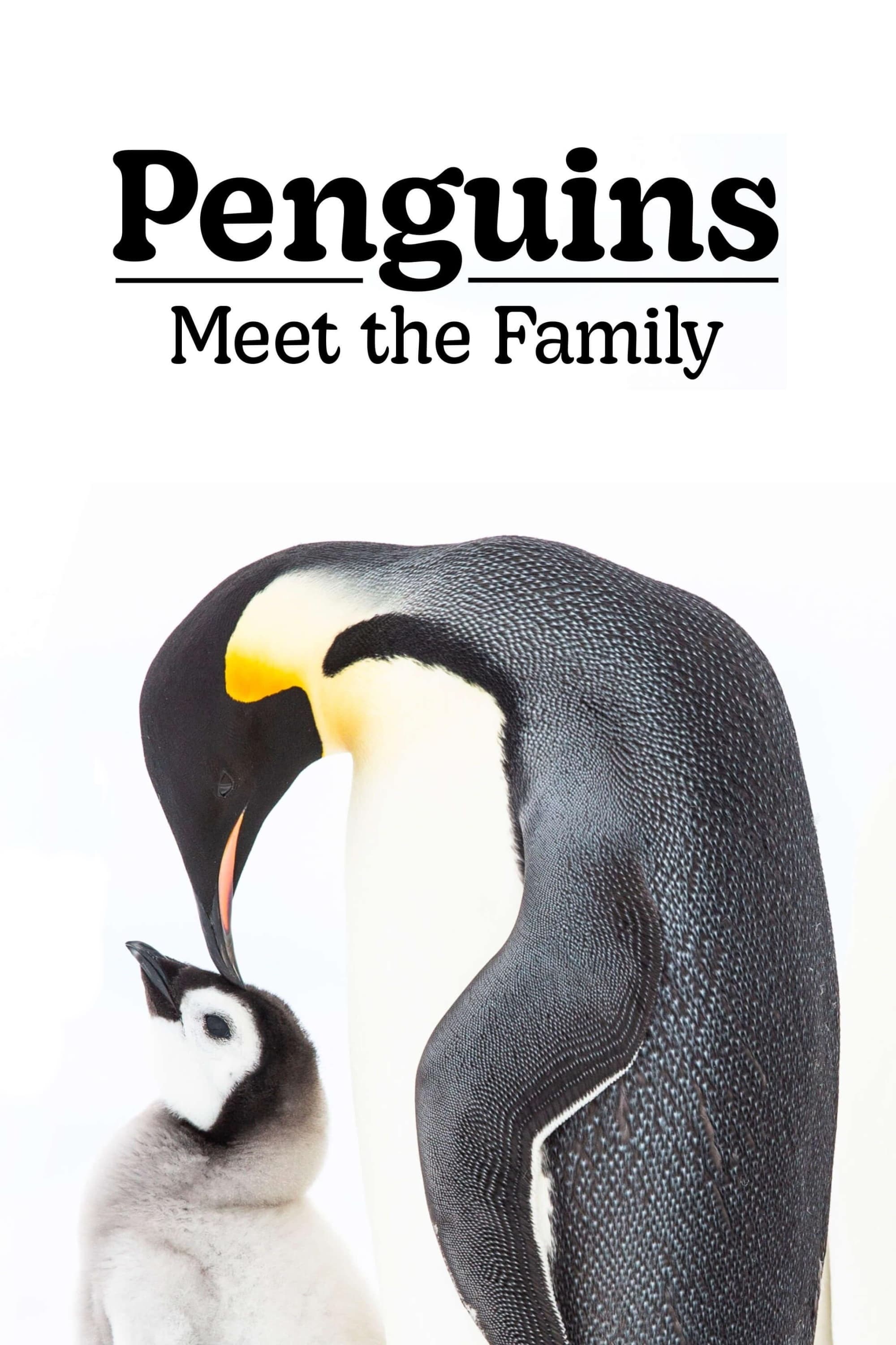 Penguins: Meet the Family | Penguins: Meet the Family