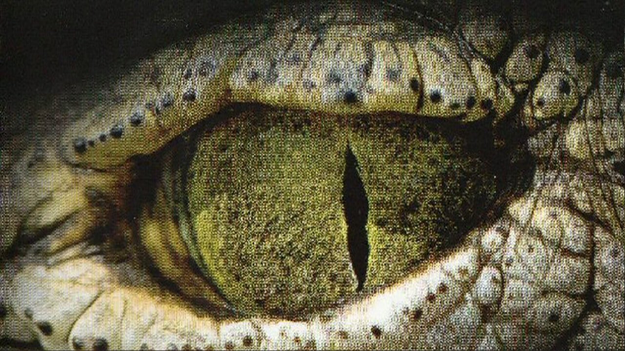 L'oeil du crocodile|L'oeil du crocodile
