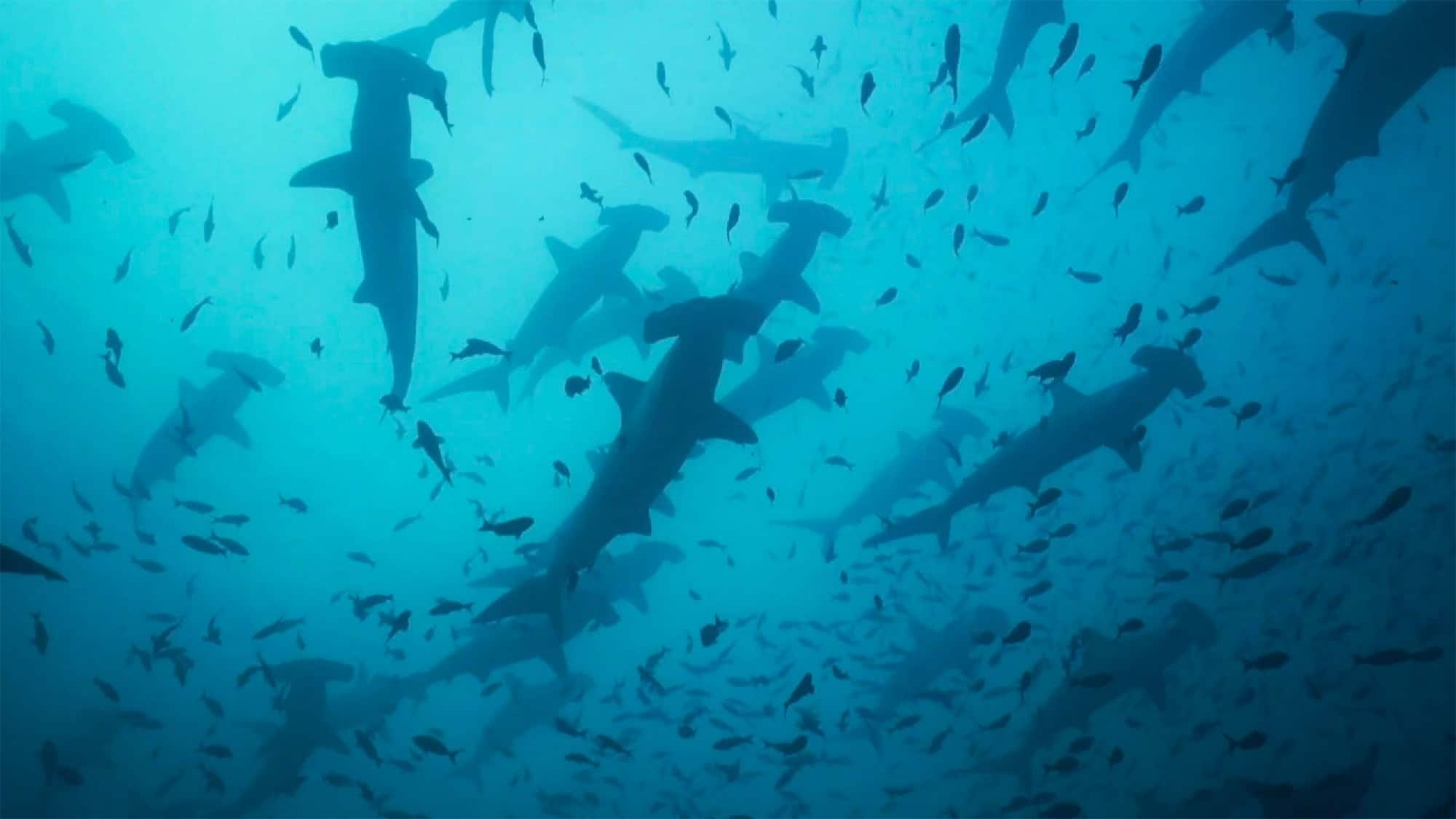 Migrations: The Big Swim|Migrations: The Big Swim