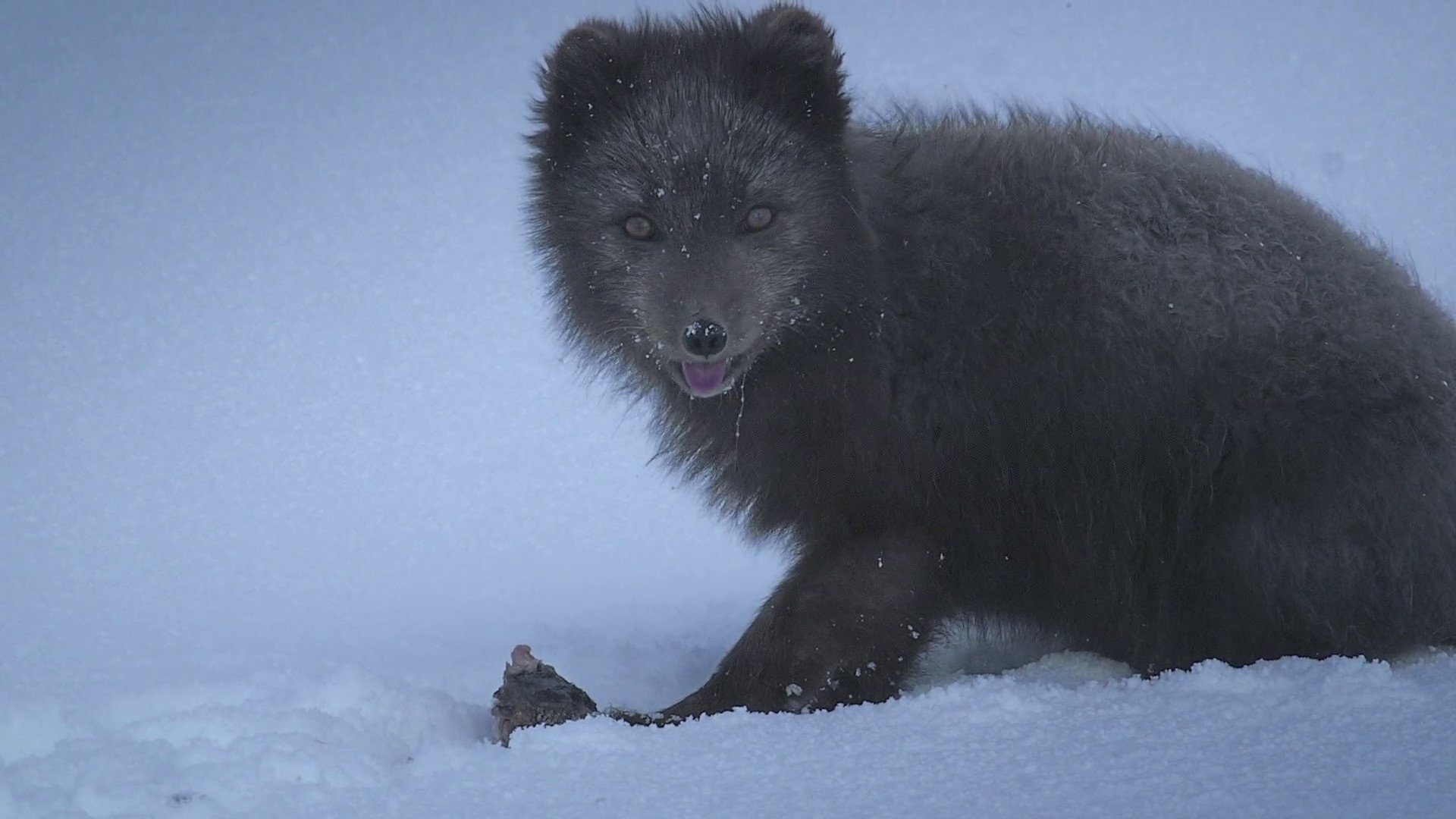The Arctic Fox: Still Surviving|The Arctic Fox: Still Surviving