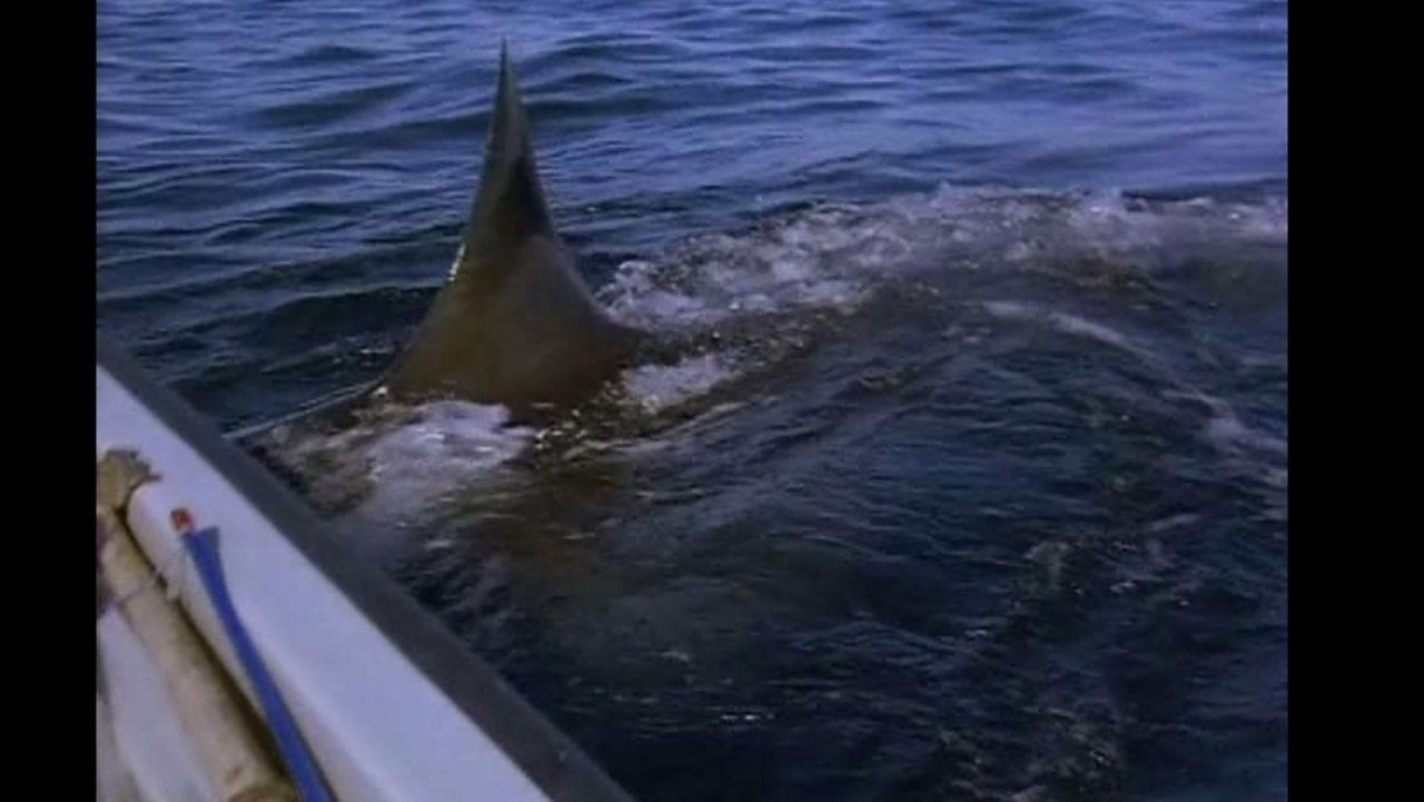 Great White Shark|Great White Shark