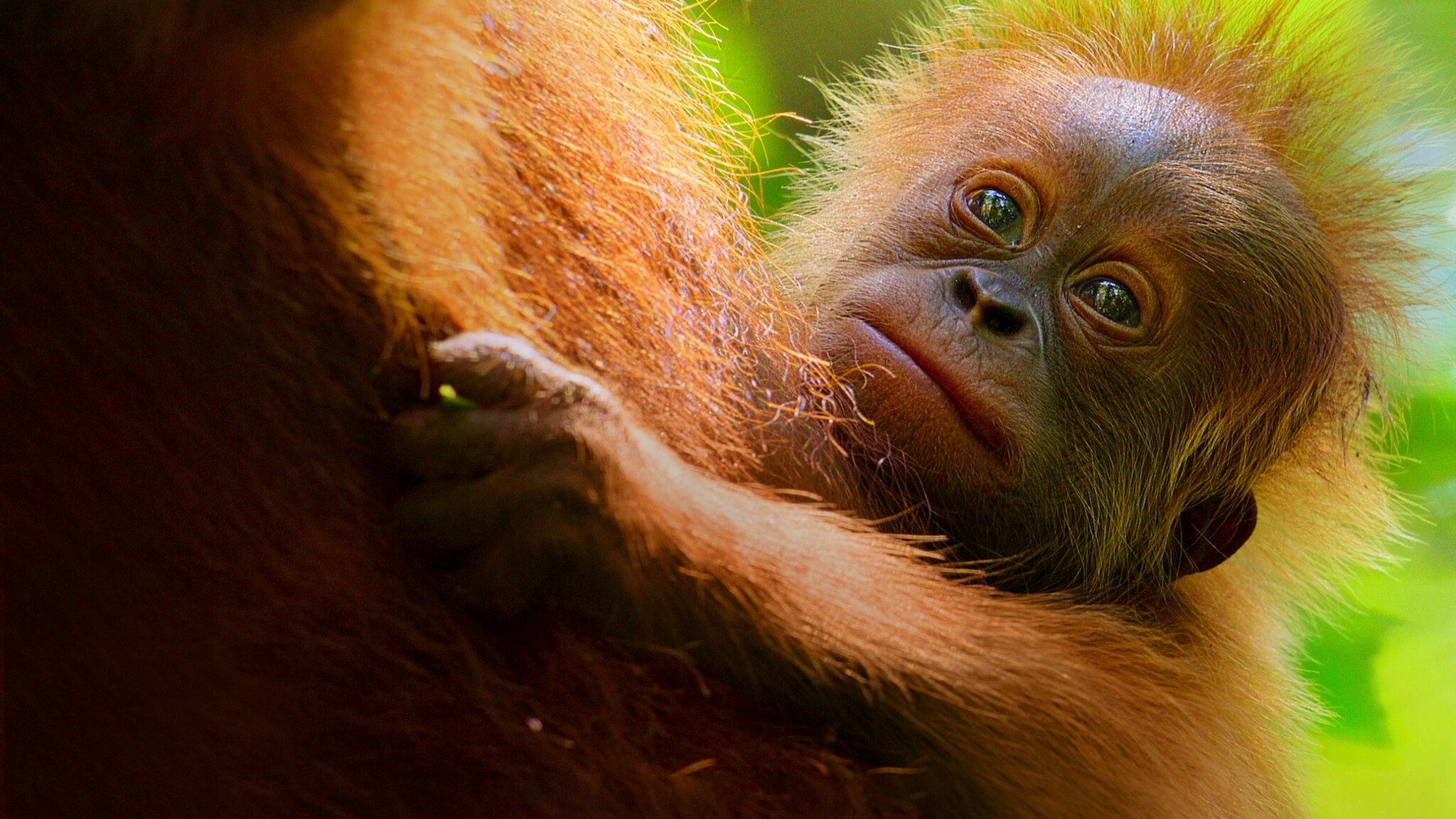 Secret Lives of Orangutans|Secret Lives of Orangutans