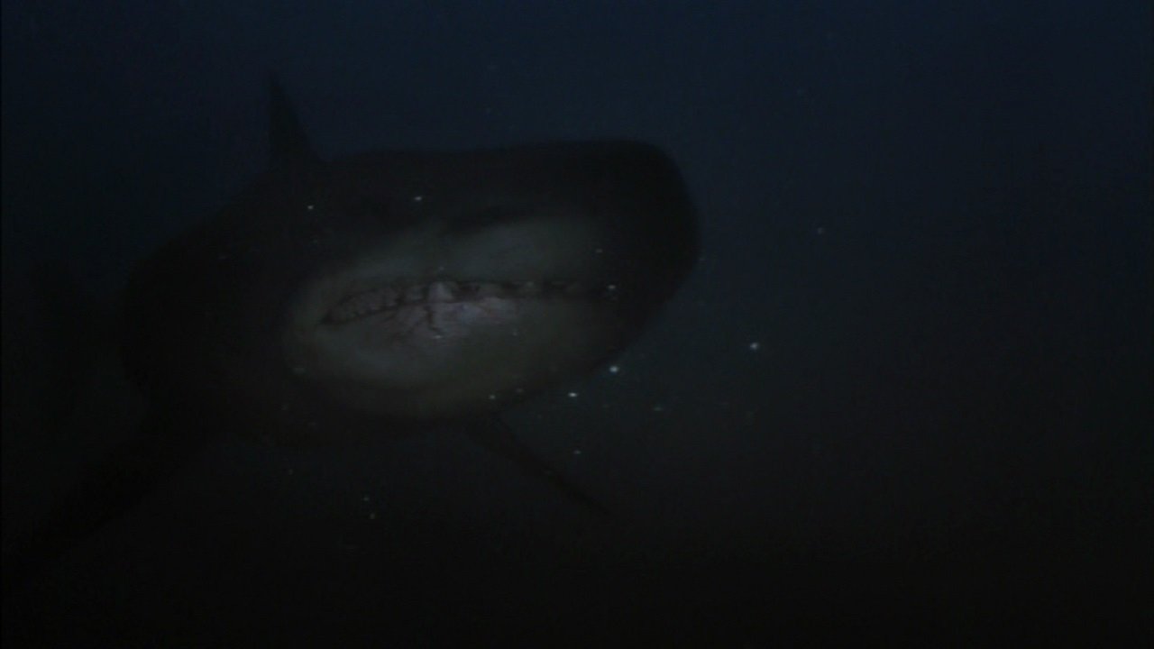 Shark Hunter|Shark Hunter