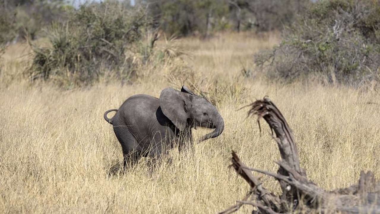 Naledi: A Baby Elephant's Tale|Naledi: A Baby Elephant's Tale