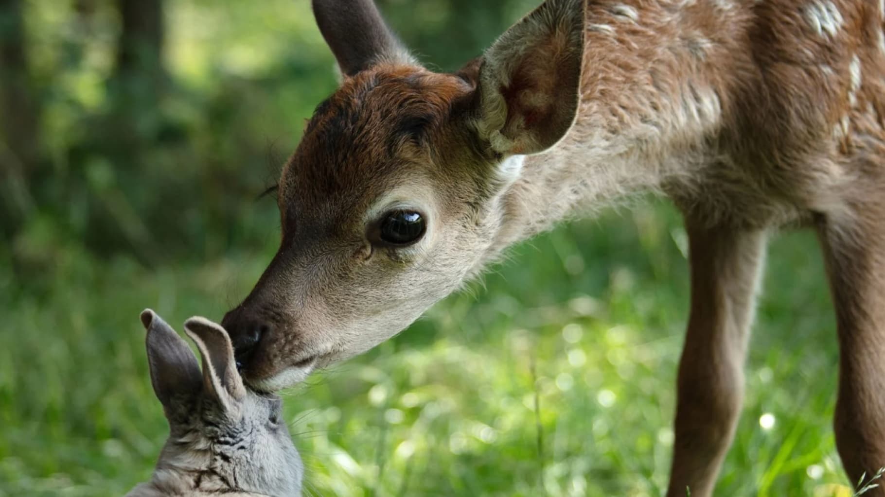 Bambi, l'histoire d'une vie dans les bois|Bambi, l'histoire d'une vie dans les bois