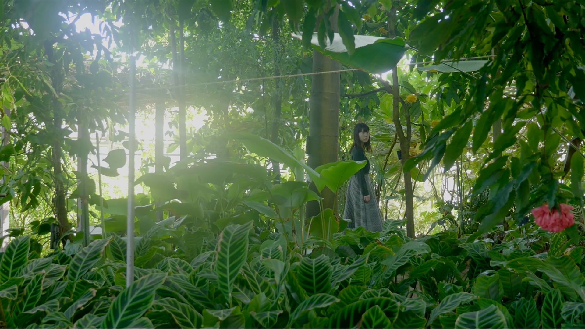 散歩する植物|散歩する植物