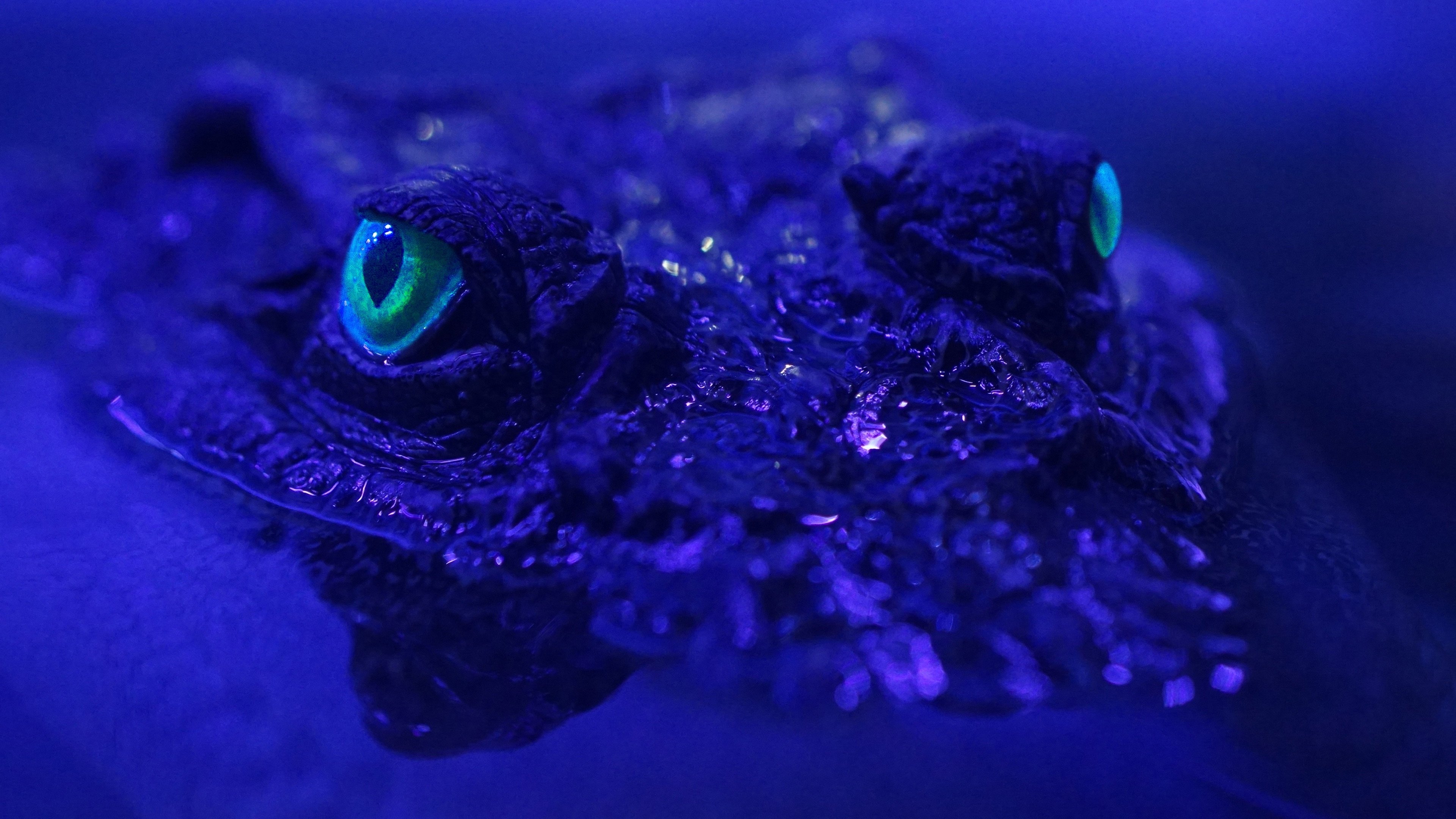 Beasts of the Bayou|Beasts of the Bayou